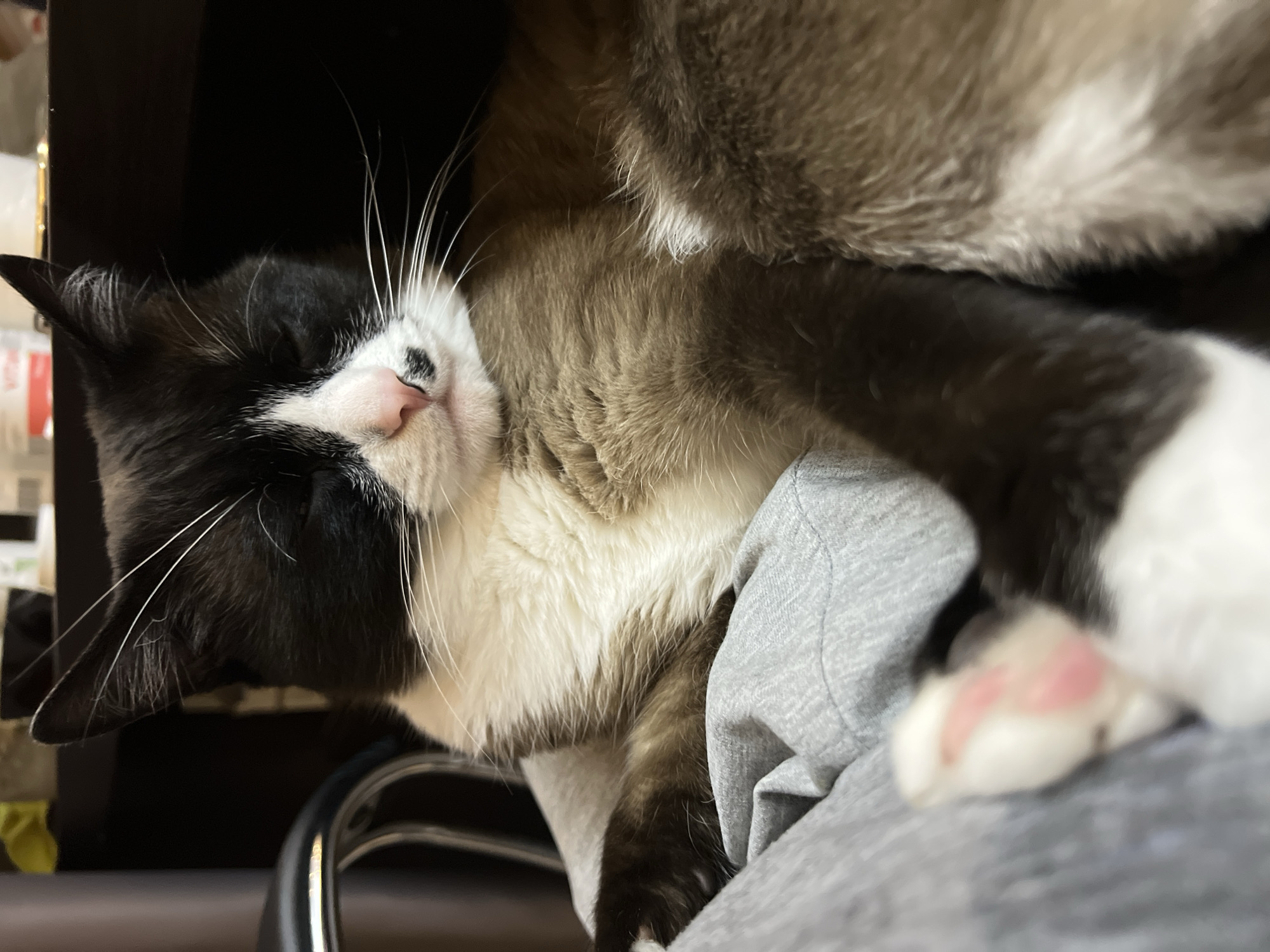 A tan, brown and white cat sleeps on a person's lap. The cat is lying on its side, with its head resting on the person's leg. The cat has a pink nose and white whiskers. The person is wearing a gray sweatshirt. The background is dark and blurry. There is no evidence that this image was taken in Noviy, Russia.
