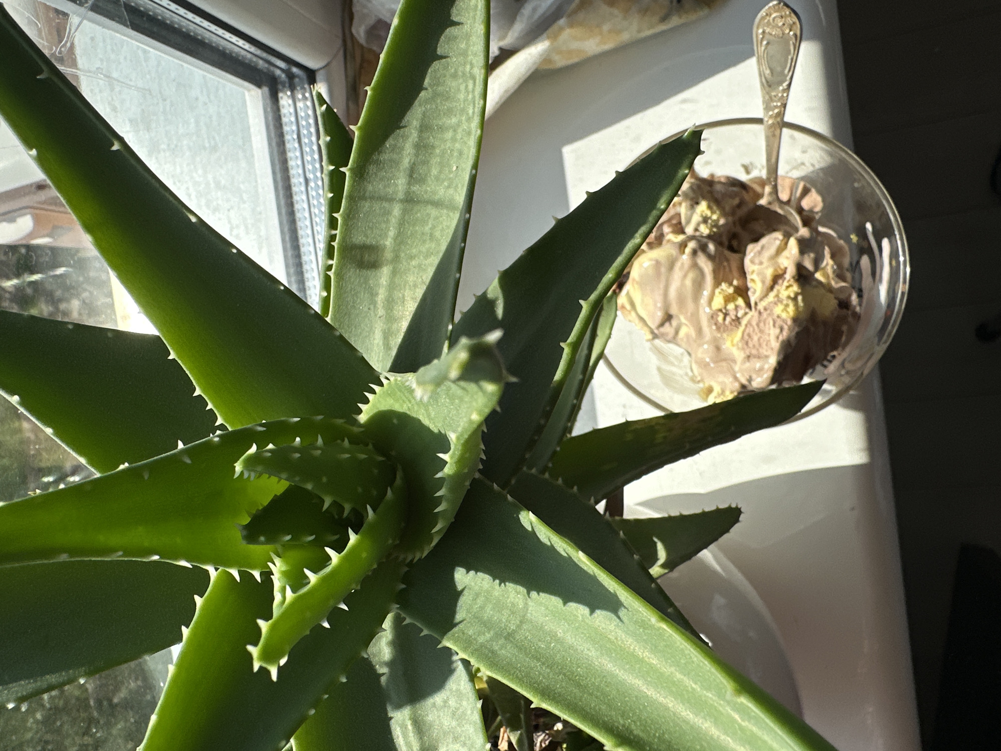 An aloe vera plant is positioned on a windowsill. In the foreground, a glass bowl filled with chocolate and vanilla ice cream sits to the right of the plant, with a silver spoon resting in the bowl. Sunlight streams in from the window, casting shadows from the plant onto the windowsill and the wall behind it.