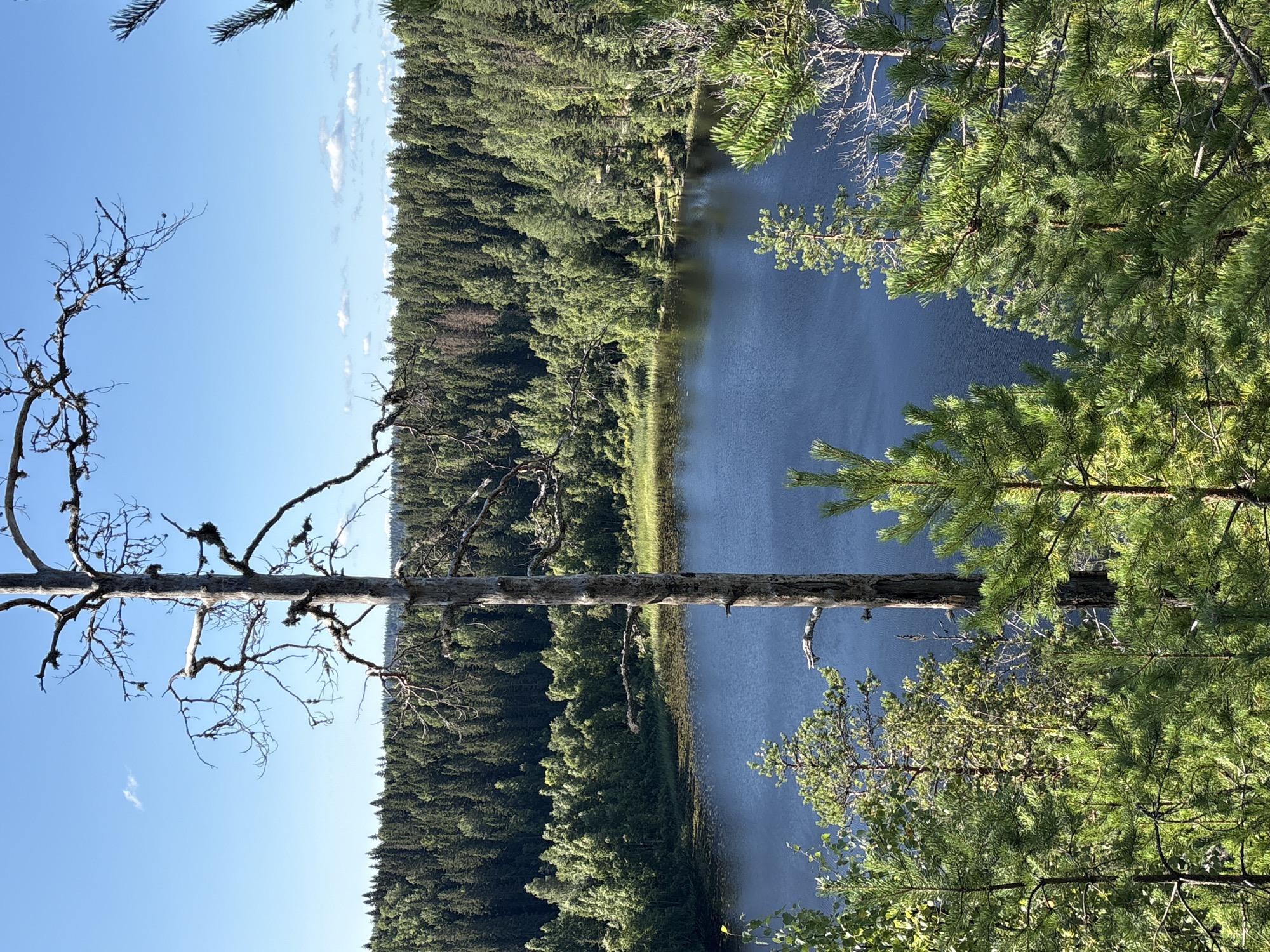 The image shows a view of a serene lake surrounded by a dense forest under a clear blue sky. In the foreground, several pine trees are visible, with their green needles catching the sunlight. A prominent dead tree with a stark, gnarled trunk stands vertically in the center of the frame, its bare branches reaching out towards the sky. The lake itself is a deep blue, with ripples on its surface, and a band of reeds lines its edge. Beyond the lake, the forest stretches to the horizon, a tapestry of various shades of green. A few scattered white clouds drift across the sky. The scene appears to be a natural landscape, likely in a rural or wilderness area.