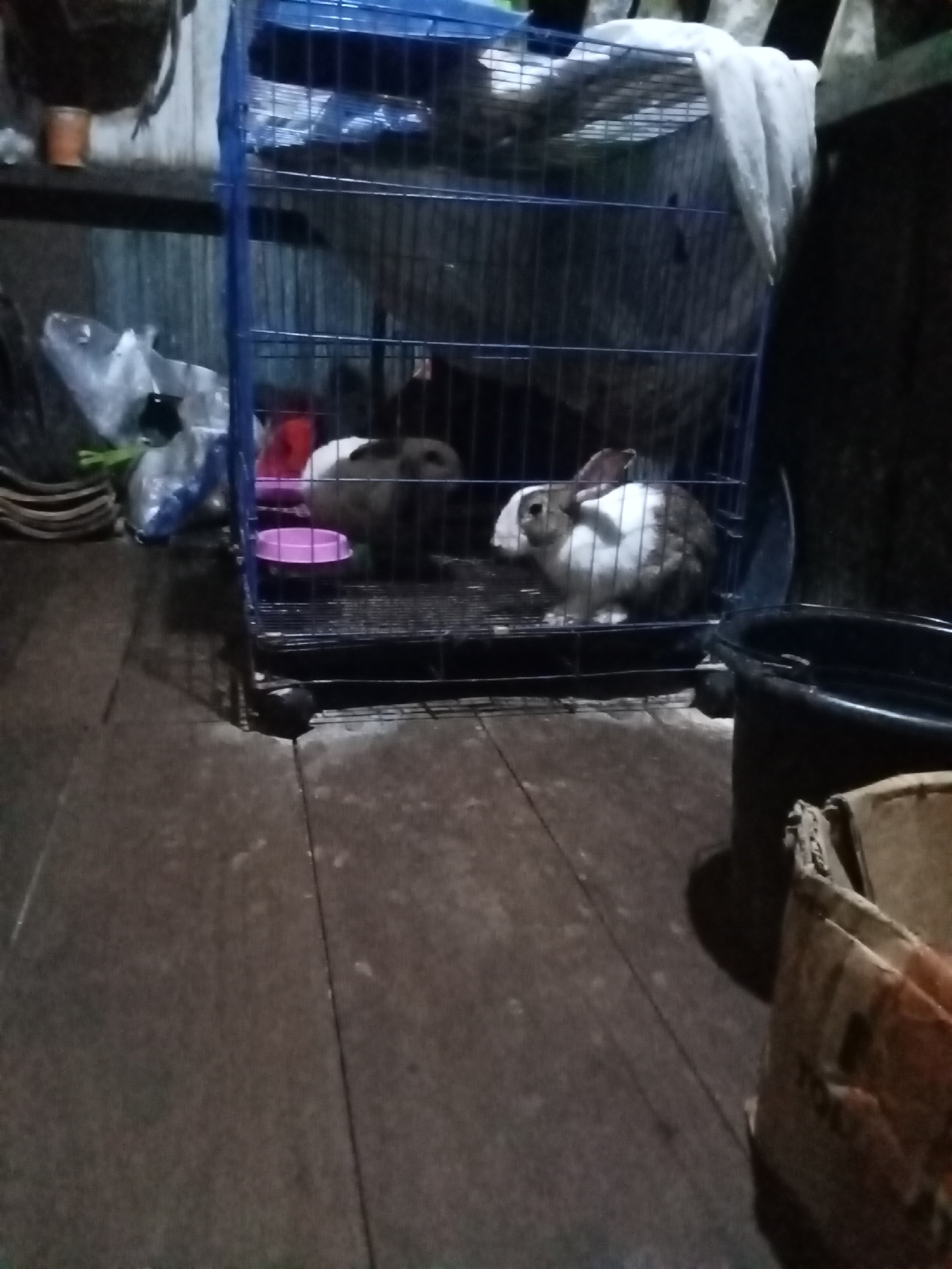 In Setia Jaya, Indonesia, an indoor scene depicts two rabbits within a blue metal cage. One rabbit, predominantly white with brown markings on its head and back, is positioned in the right section of the cage. The other rabbit, darker in color, is situated in the left section. A pink plastic food dish is visible in the cage. The cage rests on a dark wooden floor. To the right of the cage, a black plastic tub is present, and a cardboard box is visible in the foreground. The lighting suggests a low-light environment.