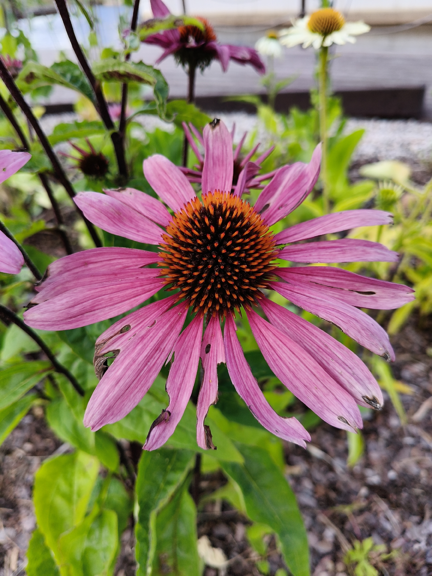 This image shows a close-up of a pink coneflower in a garden. The flower has a prominent spiky, dark orange and brown center and delicate, elongated pink petals. Some of the petals show signs of damage, with torn edges and brown spots. In the background, out of focus, are other coneflowers, including one with white petals and a yellow center. Lush green foliage surrounds the flowers, and the ground is covered with a mix of soil and small stones. The overall impression is of a naturalistic garden setting. The image does not contain any specific landmarks or elements that would allow for identification of its location within Jūrmala, Latvia.