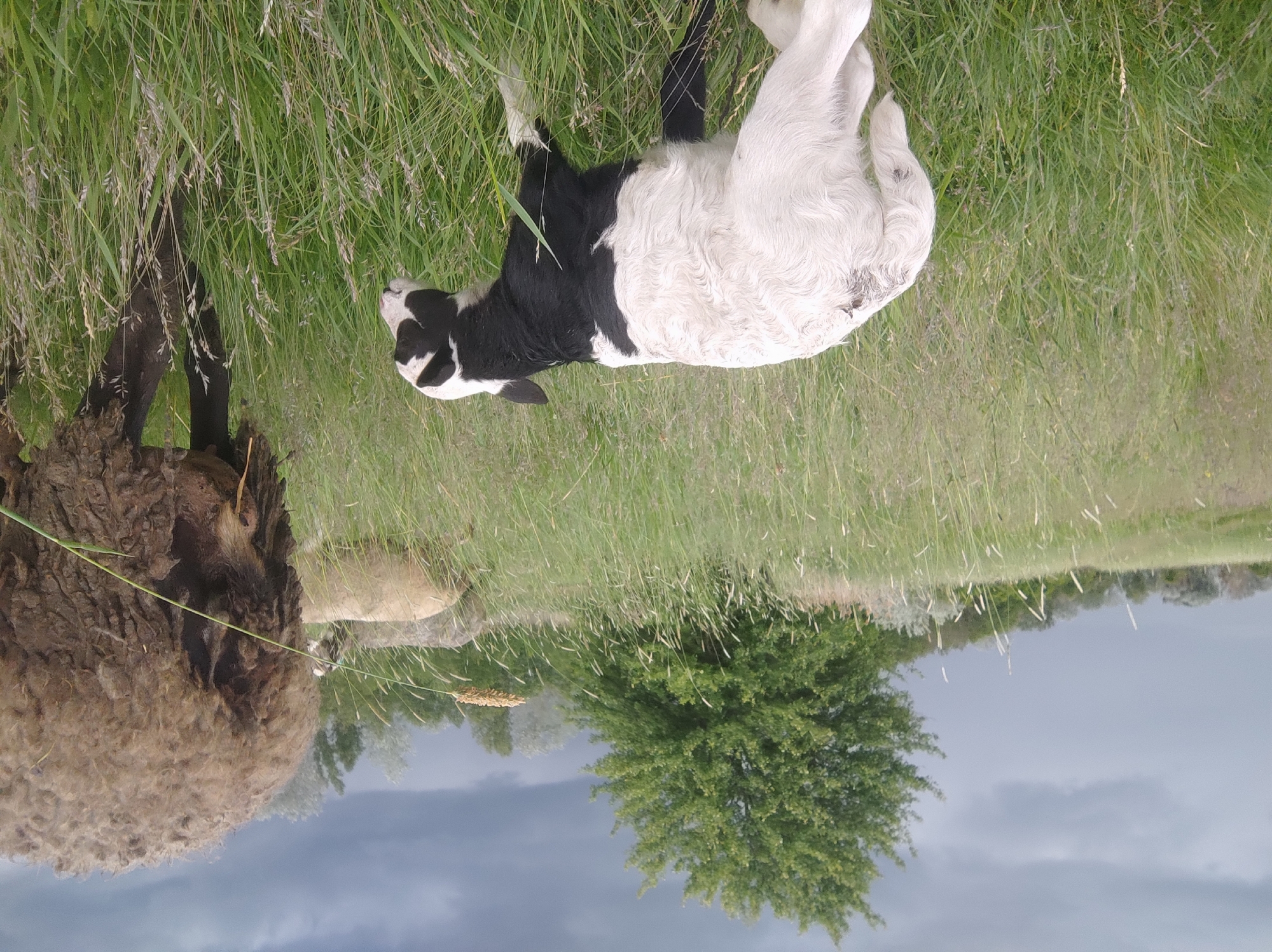 A rural scene shows a black and white calf lying in a field of tall green grass. The calf appears to be resting or injured. To the left, a brown sheep stands, possibly grazing. The background transitions from the field to a tree, and then to a sky with dark, stormy clouds. The image is rotated 180 degrees. The location is Unknown, Unknown.