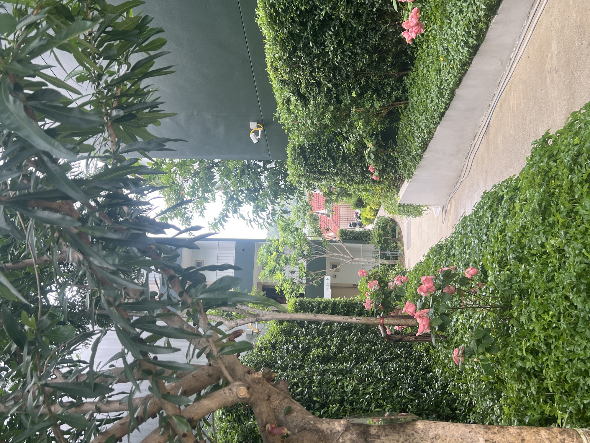This image depicts a pathway between two buildings in what appears to be a resort or residential complex in Ko Samui District, Thailand. The pathway is lined with lush green hedges and flowering pink plants. To the left, a building with a light-colored facade and balconies is visible through the branches of a tree with large leaves. To the right, a dark green building is shown, with two security cameras mounted on its exterior. The pathway leads towards a cluster of buildings with red tiled roofs in the distance. The environment is verdant and well-maintained, suggesting a tropical setting.