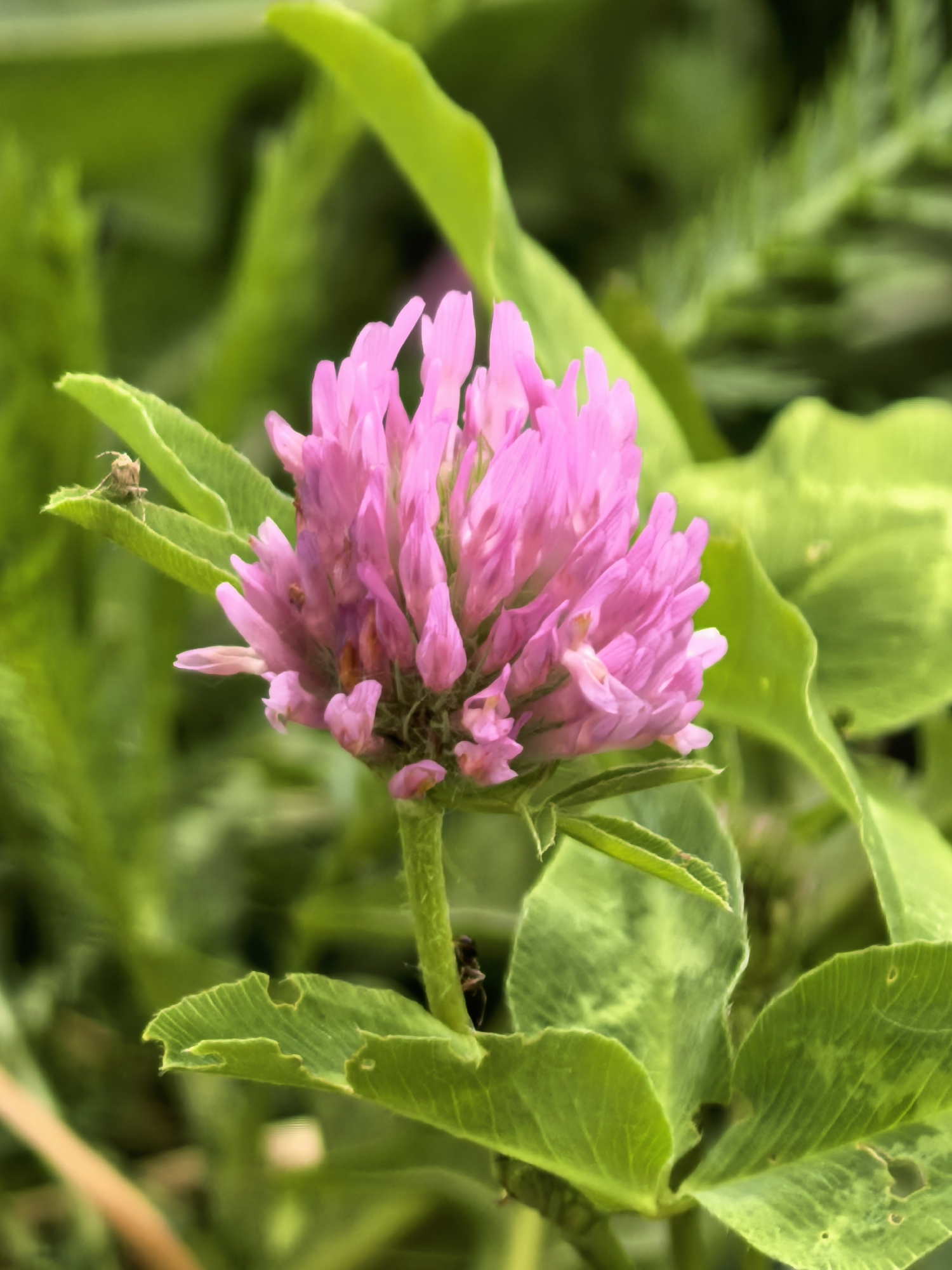 A close-up, eye-level shot captures a vibrant pink clover flower, likely Red Clover (*Trifolium pratense*), prominently positioned slightly to the right of the center. The flower head is a dense cluster of small, individual pink florets, some appearing lighter at their tips.
Surrounding the main subject are lush green leaves, some of which exhibit faint patterns or slight damage, suggesting a natural outdoor environment. The background is softly blurred into a verdant wash of green foliage, indicating a shallow depth of field that emphasizes the flower.
Notable details include a small, light-brown insect, possibly a grasshopper or a similar bug, resting on a green leaf positioned to the upper-left of the clover bloom. Another tiny, dark insect, possibly an ant, can be spotted near the base of the flower's stem, partially obscured by a leaf. The lighting suggests it is daytime with ample natural light. The scene depicts a serene moment in nature, likely in a field, meadow, or garden in Sterlitamak, Russia. No visible text is present in the image.