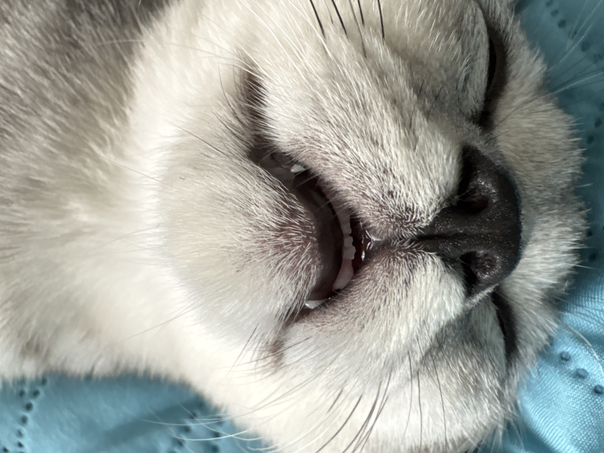 The scene is located in Izhevsk, Russia. It depicts a tightly cropped, inverted view of a domestic cat's face. The cat, appearing to be asleep or deeply relaxed, has its eyes closed. Its fur is light-toned, exhibiting white and grey coloration. A prominent black nose is visible, appearing moist, with several small, white incisor teeth slightly exposed above it. Multiple long, black whiskers extend from the muzzle area. The animal is resting on a blue textile surface characterized by a distinct dimpled or patterned texture.