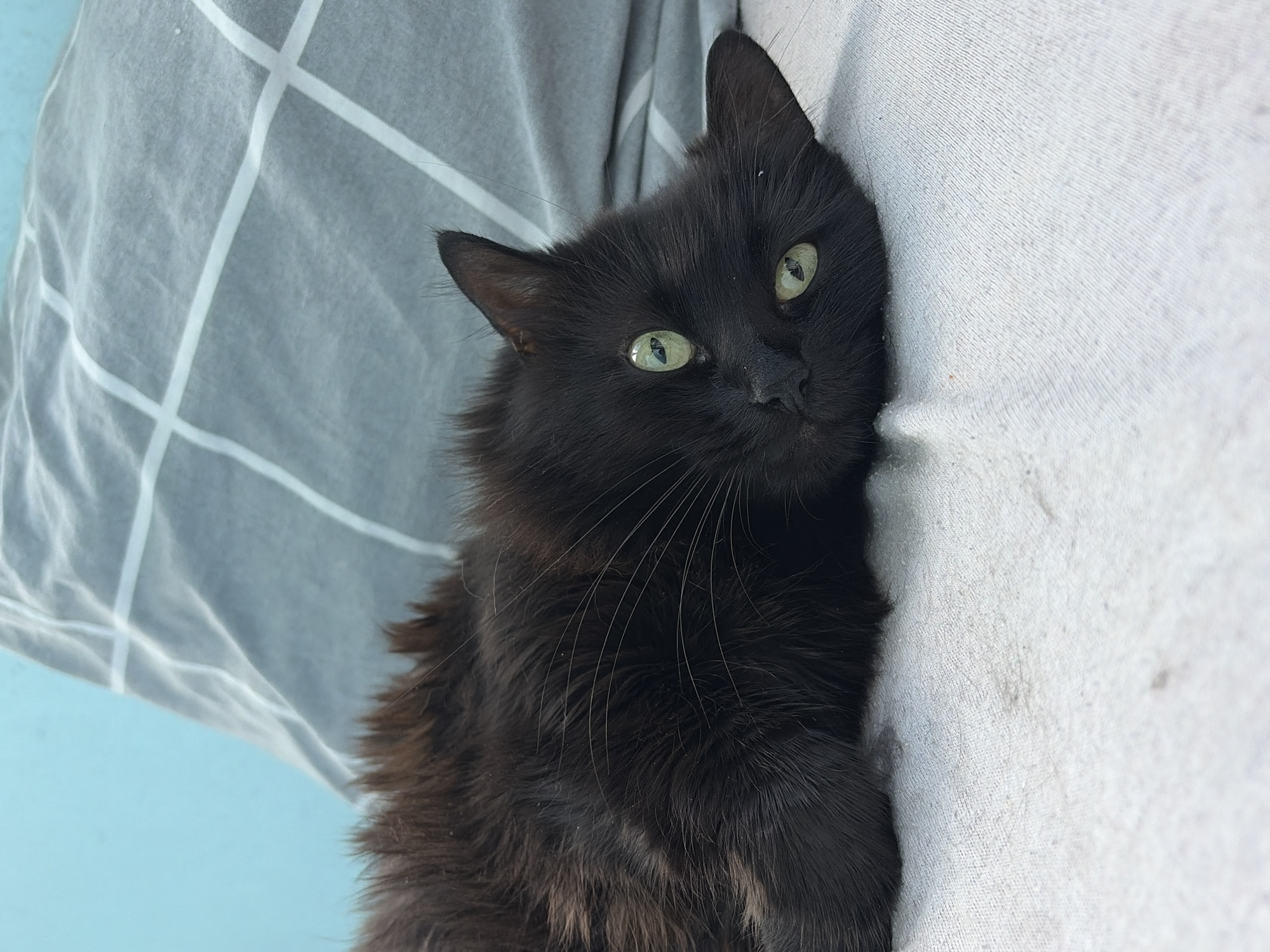 A black cat with bright green eyes is lying on its side on a white textured surface. Behind the cat is a pillow with a grey and white checkered pattern. To the left of the pillow, a light blue wall is visible. The scene appears to be indoors, possibly in a bedroom or living area. There are no people present.