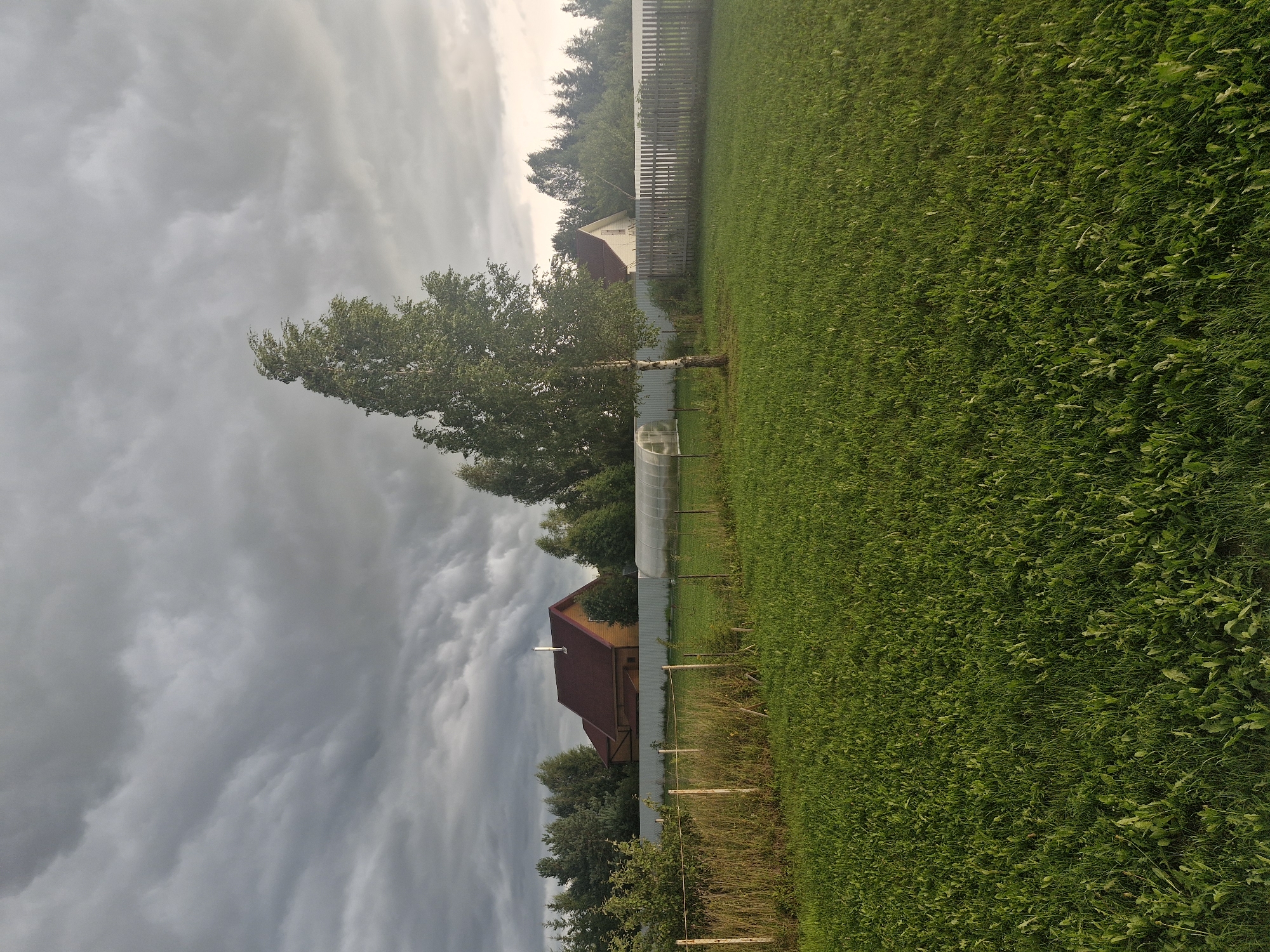 A wide shot captures a grassy field in Aleksino, Russia, under a cloudy sky. In the background, a wooden house with a red roof stands behind a white fence. To the left of the house, a greenhouse is visible. A lone birch tree stands in the middle of the field, its leaves rustling in the wind. A wooden fence runs along the edge of the field. The overall atmosphere is overcast and slightly windy.