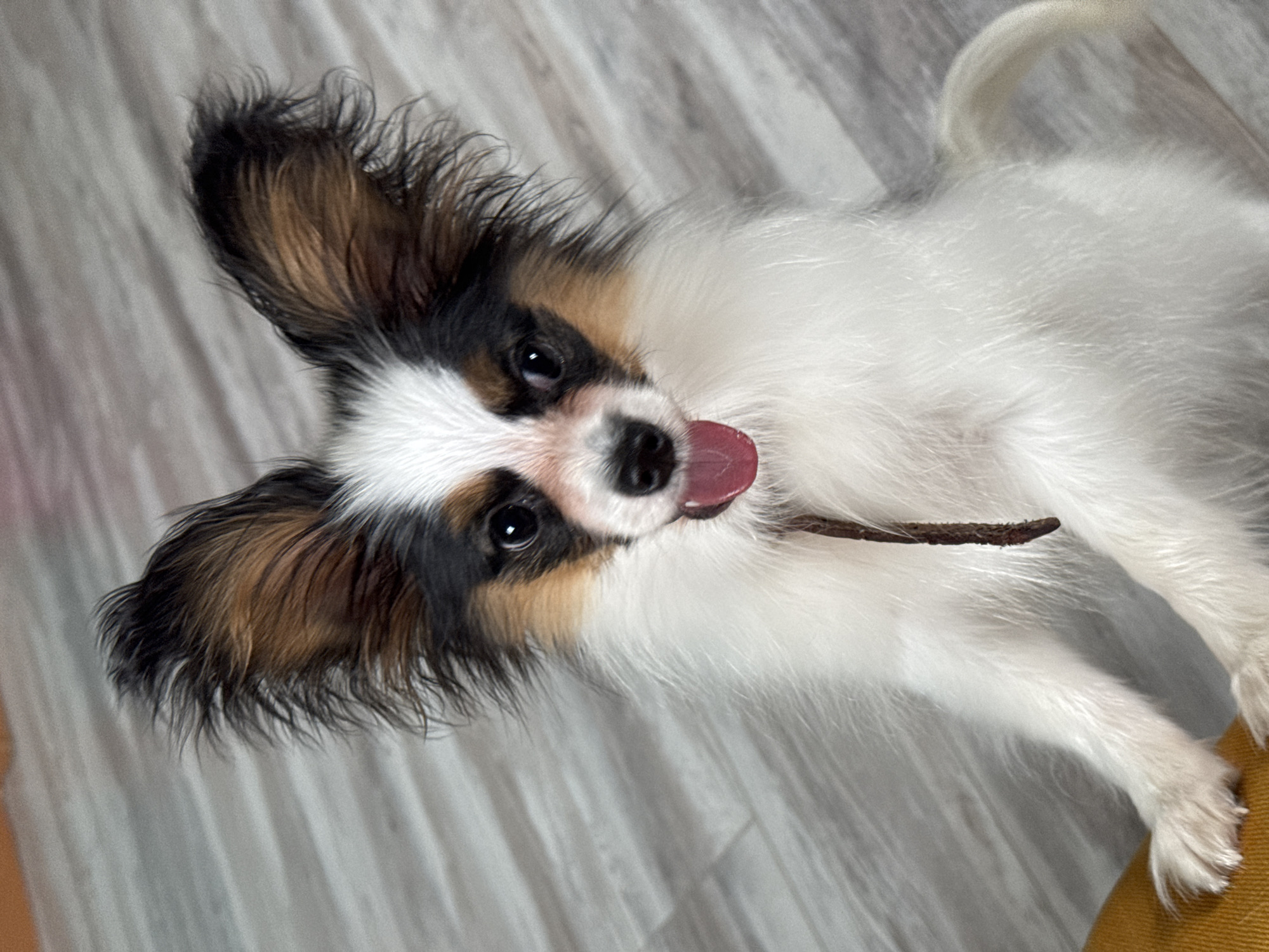 This is a medium shot, eye-level photograph taken indoors of a Papillon puppy. The puppy is white with brown and black markings on its face and ears. Its large, expressive ears are perked up, and its tongue is sticking out slightly. The puppy is looking towards the camera with its dark, soulful eyes.
The puppy is lying down on a light-colored, wooden floor. The lighting is soft and natural, suggesting it might be daytime, though no windows or specific light sources are visible. The background is slightly blurred, drawing attention to the puppy. In the lower right corner, a small portion of a yellow object, possibly a piece of furniture or a cushion, is visible. The overall mood is playful and endearing, capturing the puppy's youthful energy. A small, dark stick or treat is visible near the puppy's mouth. No text is visible in the image. The location context is Rusalevka, Russia.
