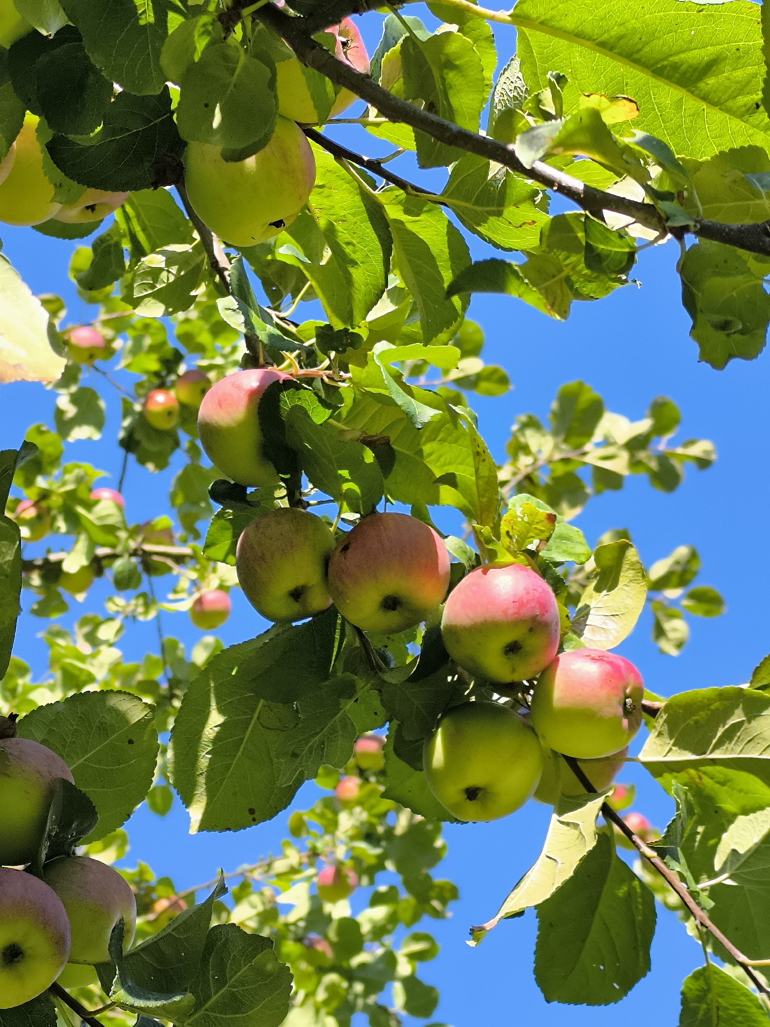 The image shows a close-up view of ripening apples on a tree branch against a bright blue sky. The apples are a mix of green and red, indicating they are nearing harvest. Lush green leaves surround the fruit, and the sunlight highlights the textures of both the apples and the foliage. The scene suggests an orchard or a backyard tree in a rural or semi-rural setting, potentially in or around Dercekliai, Lithuania, given the context of the prompt. There are no people or animals visible in the image. The focus is entirely on the natural elements of the apple tree and its fruit.