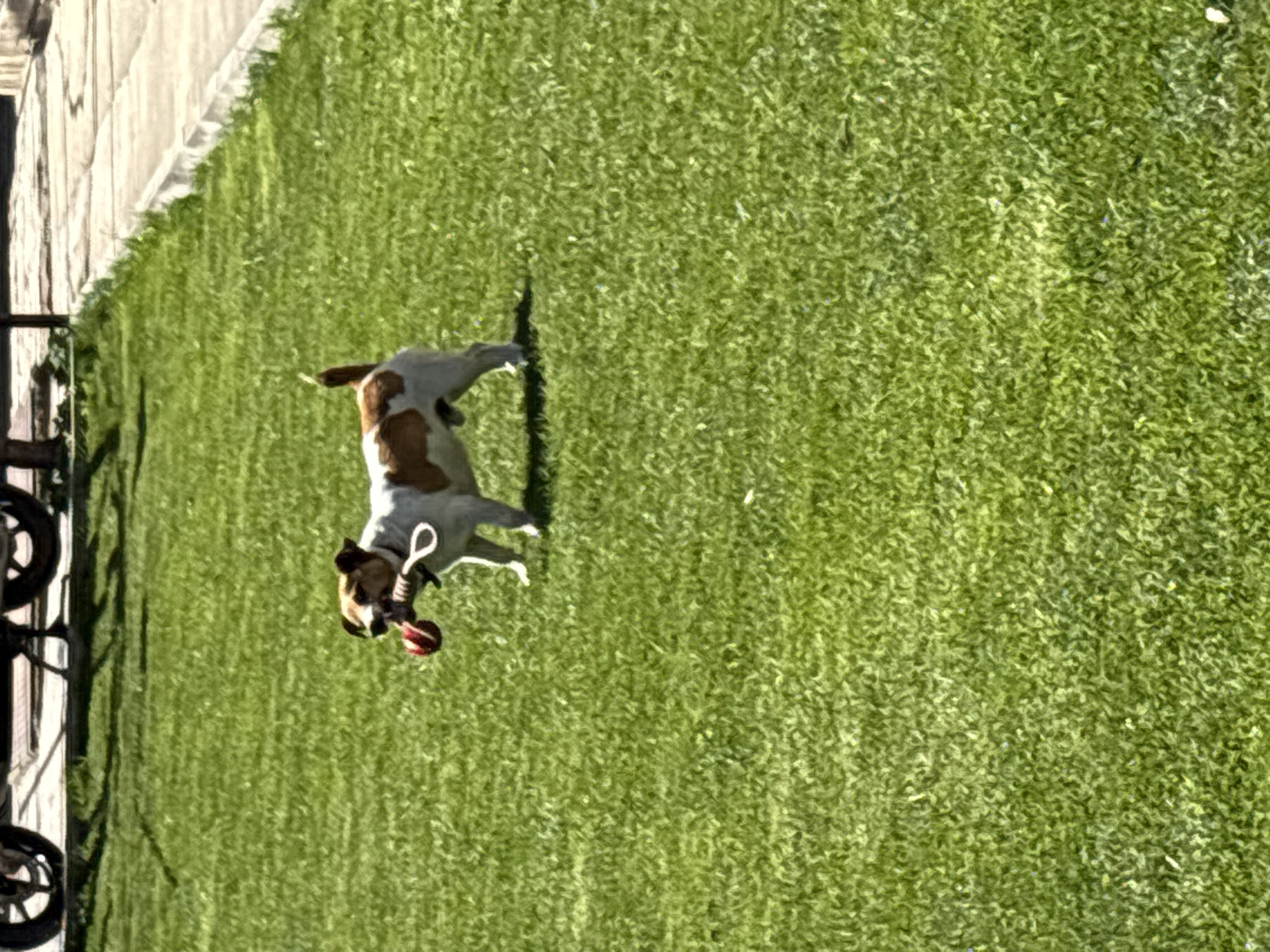 A medium shot shows a Jack Russell Terrier dog standing in a grassy lawn. The dog is white with brown patches and is holding a red toy in its mouth. A curb and a metal bike rack are visible to the left of the dog. The location appears to be an outdoor grassy area in a city.