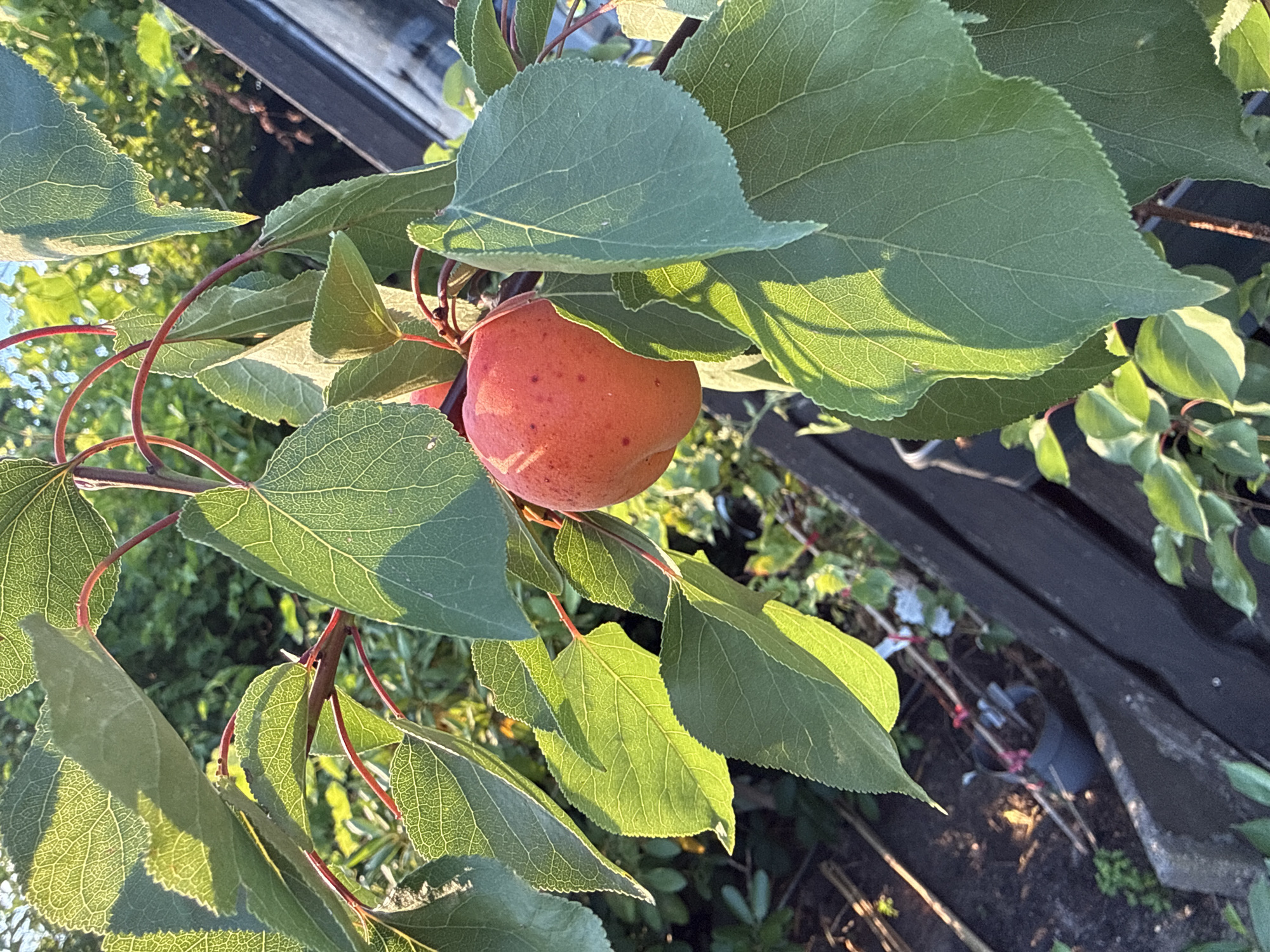 A close-up, eye-level shot captures a single, ripe apricot hanging from a tree branch, bathed in the golden light of what appears to be late afternoon or early morning. The apricot is a vibrant orange-red with a slight blush of pink and small, darker red speckles. It is positioned slightly left of the center of the frame, surrounded by lush, green leaves. The leaves are detailed, with visible veins and slightly serrated edges, some are backlit by the sun, creating a soft glow and casting shadows on others. The branch and stem are a deep reddish-brown.
In the background, out of focus, is a garden setting. There is dark soil, more greenery, and what looks like a dark, slatted structure, possibly a fence or part of a raised garden bed. The overall impression is of a quiet, natural scene, perhaps in a backyard garden. The location is specified as Ihringshausen, Germany, suggesting a temperate climate suitable for growing fruit trees. There are no people or animals visible in the image.