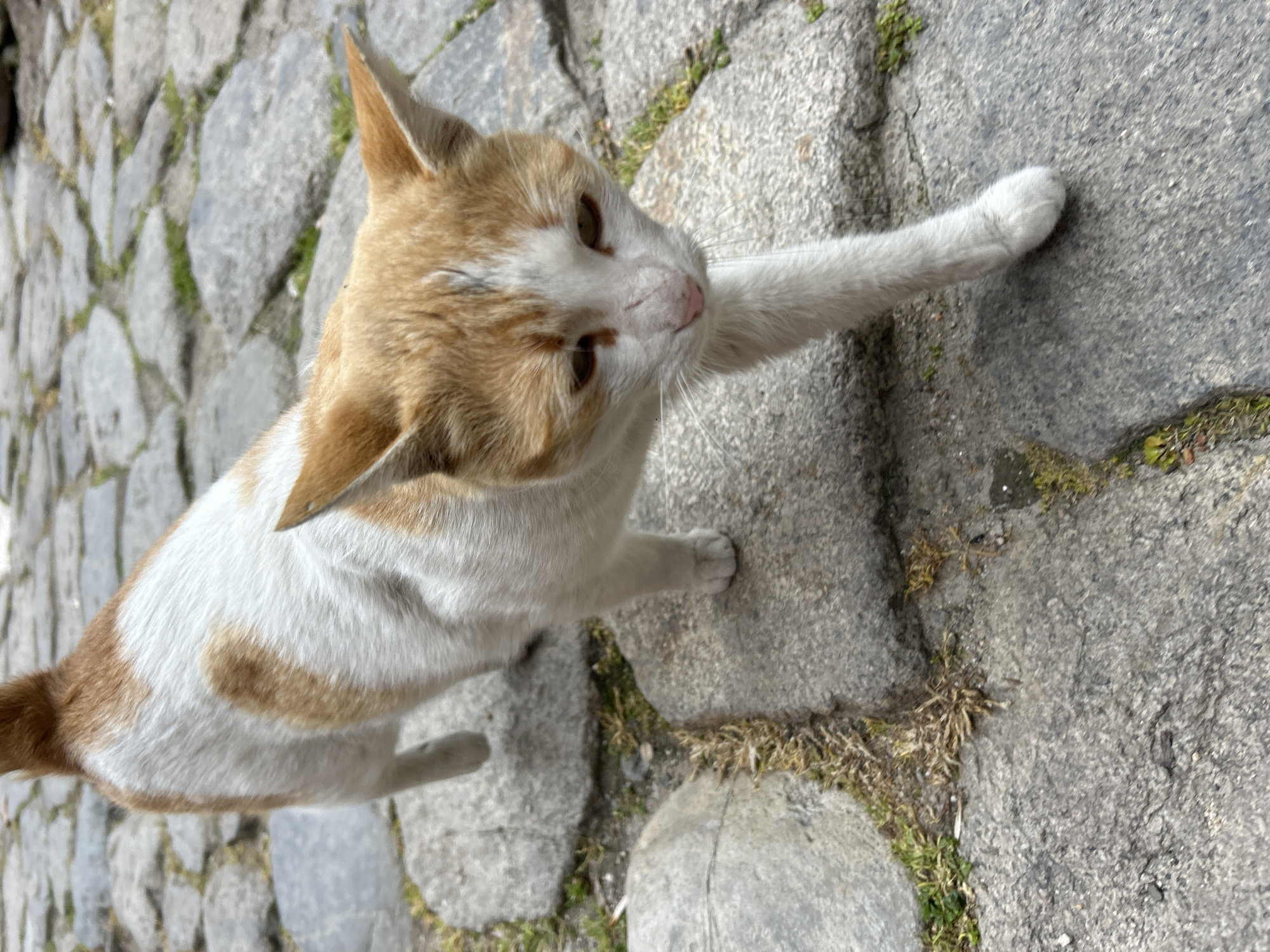 A medium shot captures a ginger and white cat standing on a cobblestone pavement. The cat stretches a paw towards the upper right of the frame, looking upward. The pavement stones are grey, and some cracks between them contain small patches of vegetation. The location is Plovdiv, Bulgaria.