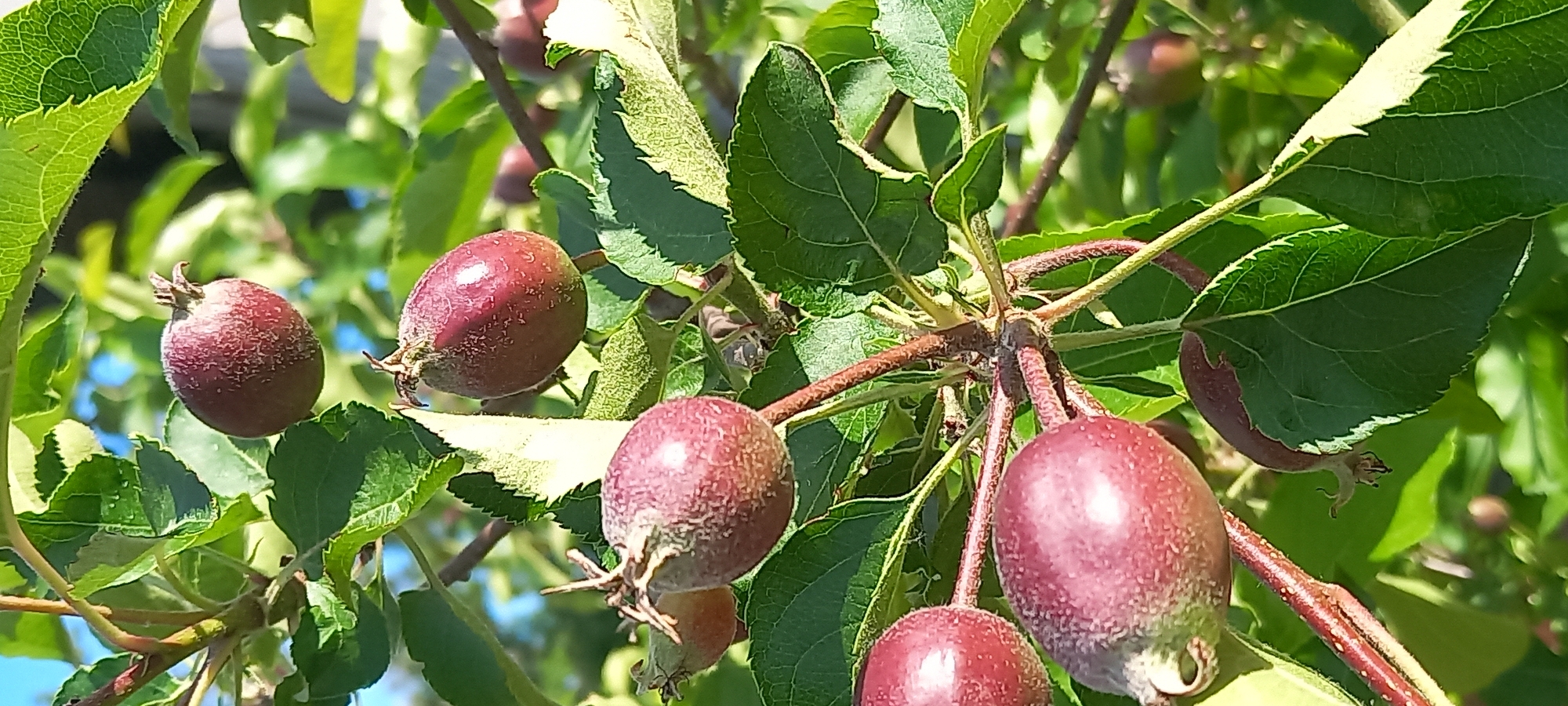 The image shows a close-up of a branch of a tree with several small, reddish-purple fruits, likely crab apples or a similar fruit variety. The fruits are clustered among green leaves, some of which are partially obscured by the fruits and other leaves. The branches are brown and somewhat woody. The background is blurred, suggesting other foliage and possibly the sky. The scene appears to be outdoors and bathed in natural sunlight. The location of Kryvyi Rih, Ukraine is not confirmed.