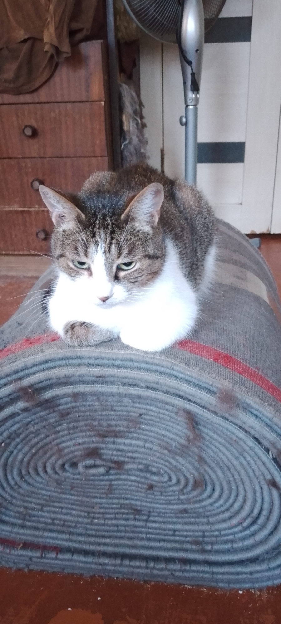 In Belgorod, Russia, a tabby and white cat is resting on a rolled-up rug. The cat has green eyes and is looking downwards. The rug is grey with a red stripe and is placed on a wooden floor. In the background, there is a wooden dresser with two drawers and a fan. The scene appears to be indoors.