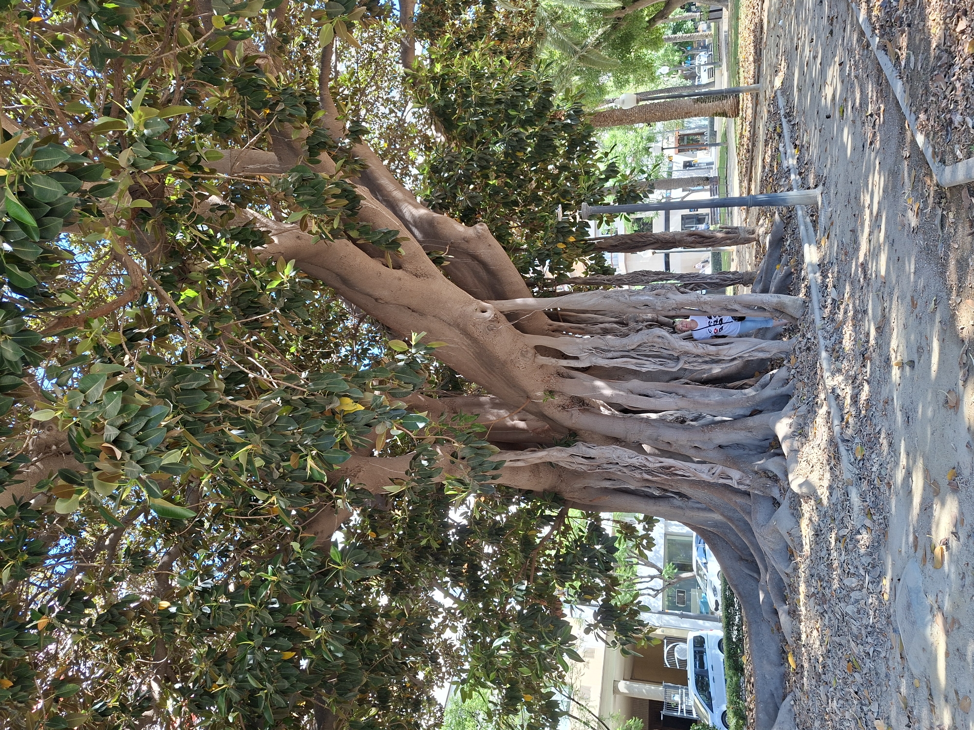A person stands partially hidden behind the trunk of a large Banyan tree in a park-like setting. The tree has a massive, complex root system and numerous aerial roots hanging down. The ground is covered with fallen leaves and sand. In the background, there are buildings, palm trees, and streetlights, suggesting an urban environment. A white van and other cars are visible on a street in the distance. The image was taken in Alicante, Spain, specifically near the Glorieta de Quijano, where this famous Banyan tree is located.