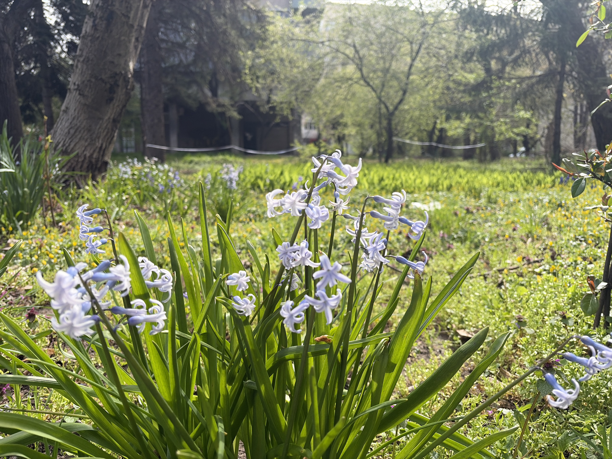 In a sunlit garden in Sofia, Bulgaria, a dense cluster of light-blue Scilla flowers with elongated green leaves is in the foreground. The flowers and leaves are illuminated by the sun, and a small brown insect rests on one of the leaves. The background shows a lawn with varying textures and scattered yellow and blue flowers. A low, white barrier stretches across the lawn. Beyond the lawn, there are several trees and a building under a bright sky. A tall tree is visible to the left of the flower cluster, and a tree trunk stands to the right. The ground is covered with greenery and small flowers. The overall impression is a sunny, spring day in a well-maintained garden.