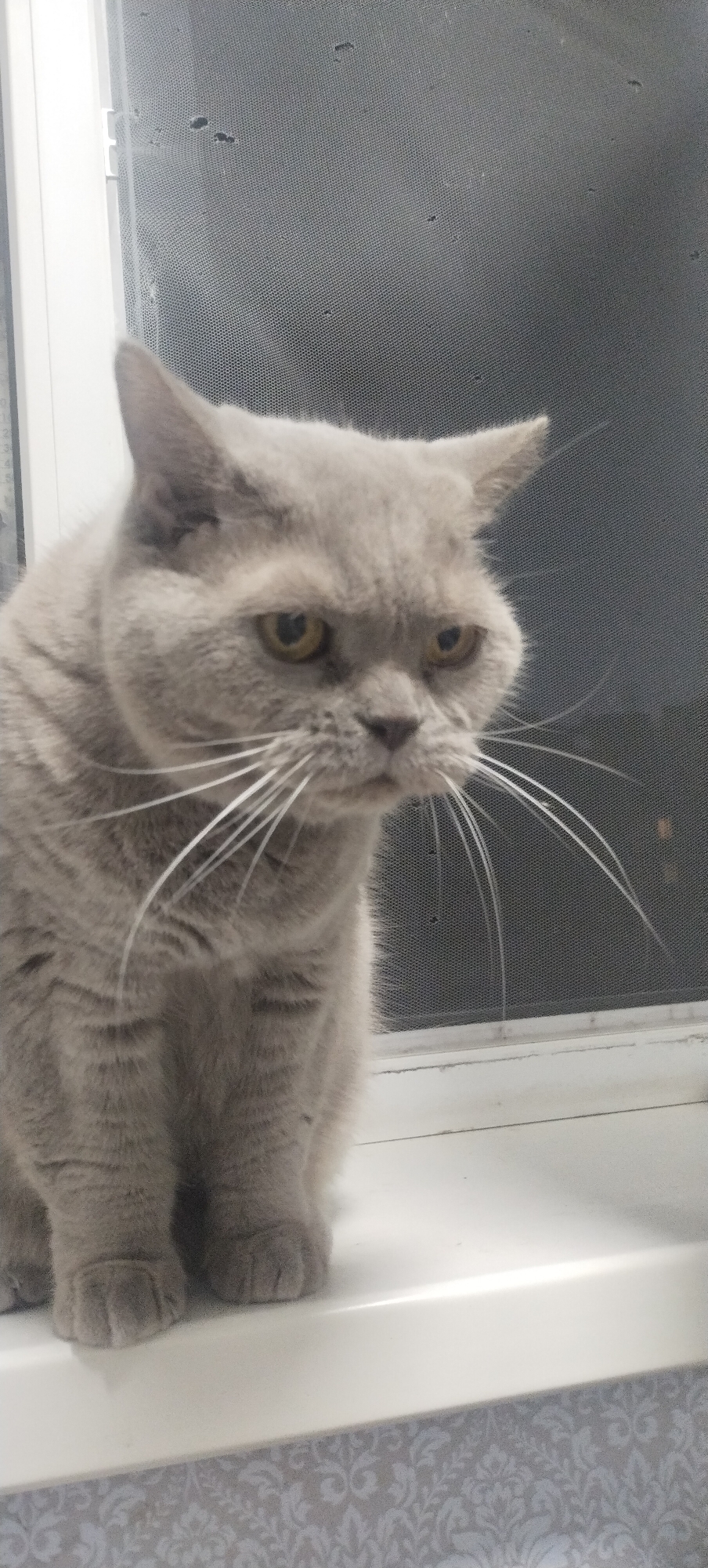 A grey British Shorthair cat sits on a white windowsill in front of a window with a torn screen. The cat is facing slightly to the right, with its head tilted down. Its eyes are yellow and its whiskers are long and white. The background shows the grey window screen, which has several small holes in it. The windowsill is white and appears to be clean. The scene is indoors, and the lighting suggests it is daytime.