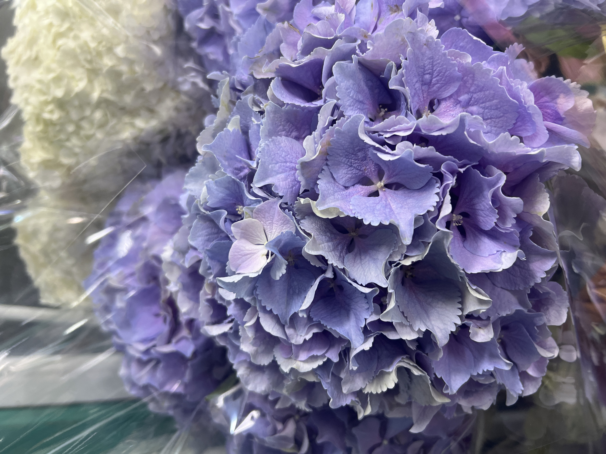 The image is a close-up, high-angle shot of a bouquet of purple hydrangeas, partially wrapped in clear plastic. The flowers are the primary subject, with their intricate petals and varied shades of purple, from deep lavender to lighter, almost white hues at the edges. Some of the petals appear delicate and slightly curled, creating a sense of depth and texture. In the background, blurred out, a cluster of white flowers is visible, also wrapped in plastic, suggesting this is part of a larger floral arrangement or display. The lighting is soft, highlighting the natural beauty of the flowers. The overall scene evokes a sense of freshness and a pleasant floral display. There are no people, actions, or specific environmental details that would suggest a particular location within Chișinău, Moldova.