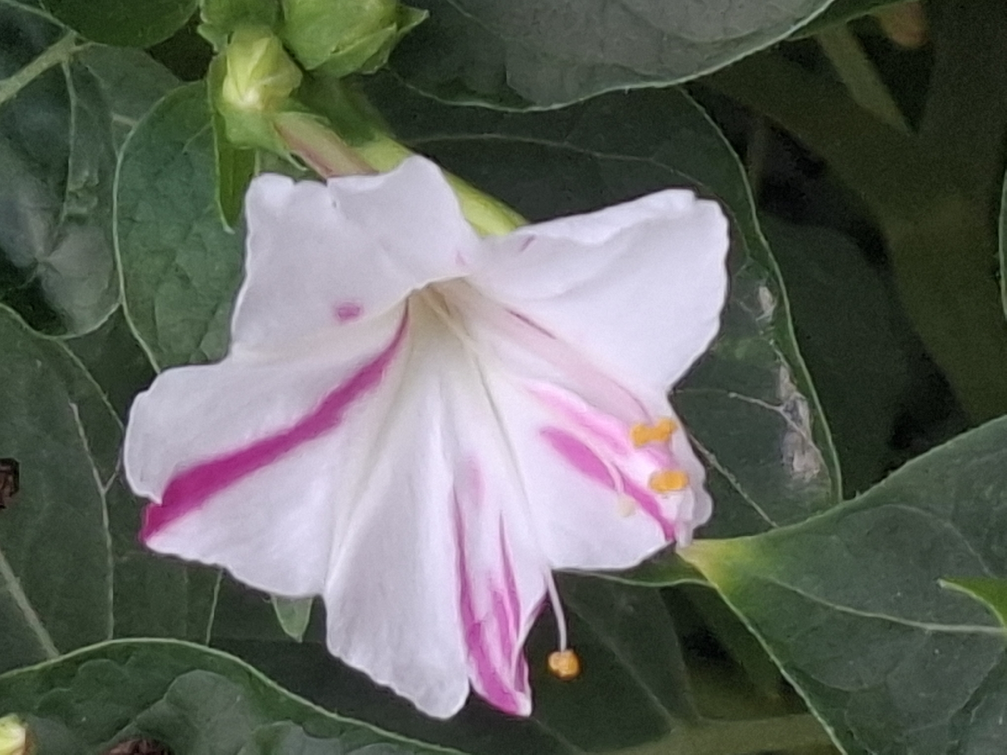 A close-up, portrait-oriented, eye-level shot captures a white four o'clock flower with pink stripes. The flower is in full bloom, with its petals unfurled. A stamen with a yellow tip is visible. The flower is surrounded by dark green foliage. The image is taken outdoors, likely in a garden or park setting, with no discernible landmarks to indicate a specific location within Almaty, Kazakhstan. The lighting is natural and appears to be daylight. The focus is sharp on the flower, with the background softly blurred.