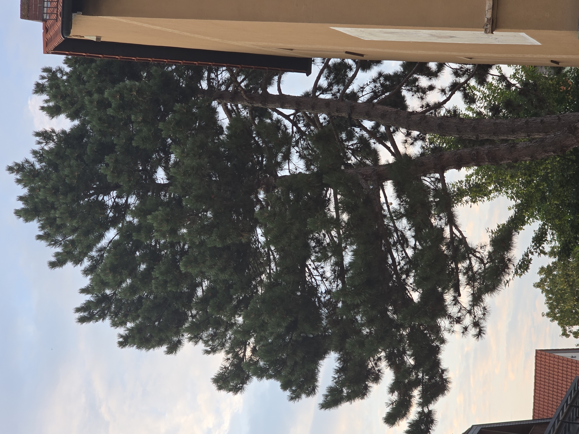 The image depicts a view of two mature pine trees situated in front of a two-story building. The building has a light brown, stucco facade and a red-tiled roof. The trees are tall with dense, dark green foliage. The sky is partly cloudy with a mix of white and pale pink clouds, suggesting it may be late afternoon or early evening. In the lower left corner of the image, a portion of another building with a red-tiled roof is visible. The scene appears to be a residential area within the city of Worms, Germany. There are no people or animals visible in the image.
