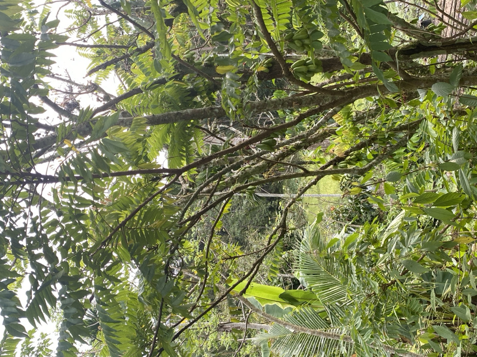 Lush greenery abounds in this outdoor shot. Trees, with abundant green leaves, fill much of the frame. Branches crisscross, some laden with clusters of green fruits. A glimpse of open grass can be seen through the thick foliage, adding depth. Various types of leaves, including fern-like and palm leaves, are scattered throughout. The atmosphere conveys a sense of dense, thriving natural growth.