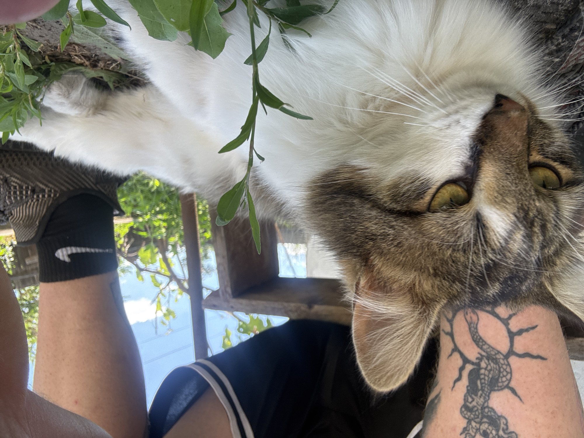 A medium shot captures a tabby and white cat lying in the grass, with its face in the foreground and body extending to the right. The cat's eyes are yellow, and its fur is fluffy. In the background, a person's legs are visible, wearing black athletic shorts with white stripes and a black sock with a white Nike logo. The person has tattoos on their left leg, including a snake design. The scene appears to be outdoors, with greenery and a wooden structure suggesting a backyard or patio area. The lighting indicates it is daytime, with a clear sky visible.