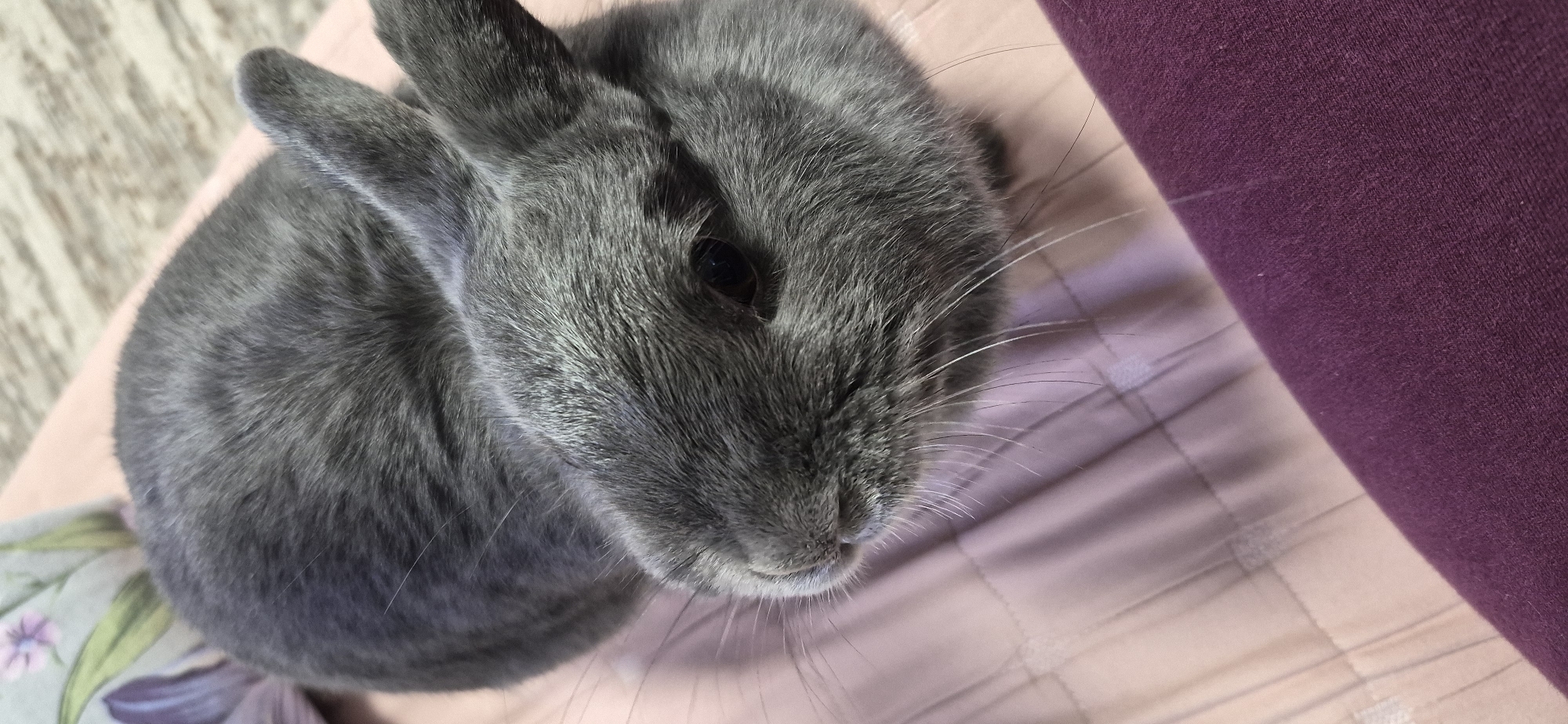 An overhead close-up shot shows a grey rabbit sitting on a pink quilted surface. The rabbit is facing to the right of the frame, with its head tilted down. Its fur is a uniform grey color, and it has dark eyes and long white whiskers. In the background, a blurred floral pattern can be seen on a light gray pillow. The lower right portion of the frame shows a dark purple fabric, possibly clothing. The overall scene is dimly lit, and the focus is sharp on the rabbit's face. The location is not identifiable.