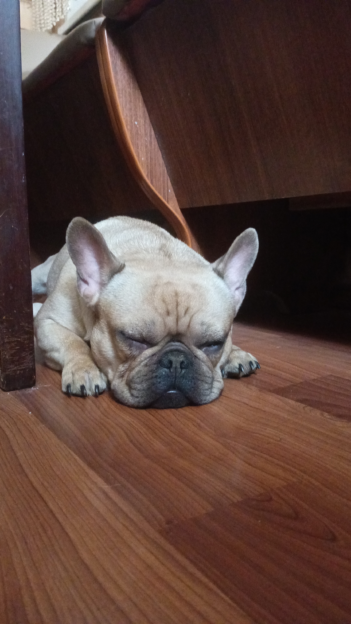 A fawn-colored French Bulldog lies on a wooden floor, possibly asleep, with its head resting on its paws. The dog is positioned near the base of a dark-stained wooden cabinet or table. The location is likely indoors.