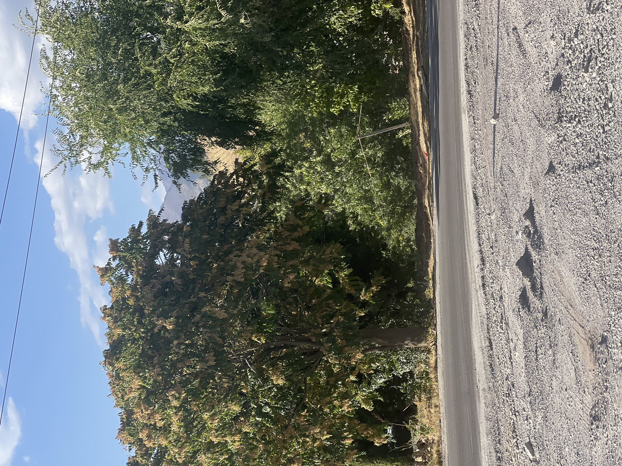 In Chinarkent, Uzbekistan, a tranquil scene unfolds along a dusty roadside. The foreground is dominated by a gravelly path, marked by subtle tire tracks and scattered pebbles. A single, round stone rests in the center of the frame, casting a long shadow. Beyond this lies a paved road, its dark asphalt a stark contrast to the lighter ground. A line of trees forms the backdrop, their foliage a vibrant green, interspersed with some lighter, possibly autumnal hues. In the distance, hills rise, their slopes bathed in the warm glow of sunlight. The sky above is a brilliant blue, punctuated by scattered white clouds. Overhead, a thin black wire stretches across the frame, a subtle reminder of human infrastructure amidst the natural beauty. No people or animals are visible in this serene snapshot of rural life.