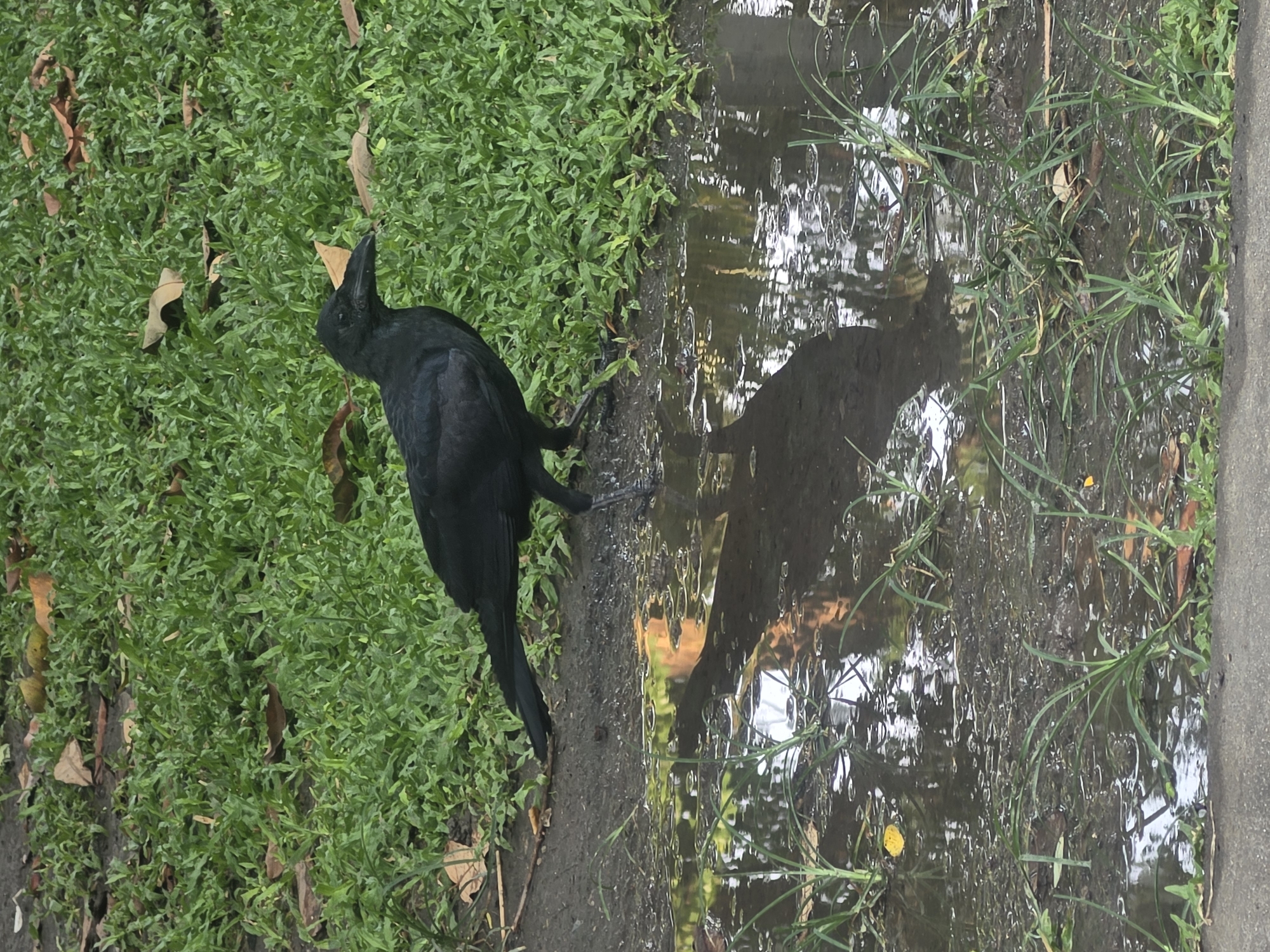 An overhead, slightly rotated photograph depicts a black bird standing on the edge of a puddle, with vibrant green grass to its left. The bird, likely a crow or raven, faces away from the viewer, appearing to look into the reflective surface of the water. Its dark feathers contrast with the lush green ground, which is sparsely scattered with brown, fallen leaves.
The right side of the image is dominated by a large, irregular puddle, possibly on a dirt path, reflecting the overcast sky and faint outlines of surrounding trees or structures. Ripples on the water's surface distort the reflections, and some green grass blades grow within and along the edges of the puddle. A distinct shadow of the bird is cast onto the water. On the far right, a narrow strip of concrete pavement suggests a sidewalk or curb bordering the wet area.
The scene appears to be outdoors during daytime, under conditions that might be cloudy or have recently experienced rain, given the presence of the puddle. There is no visible text in the image. The setting is consistent with an urban or park environment in Bangkok, Thailand.