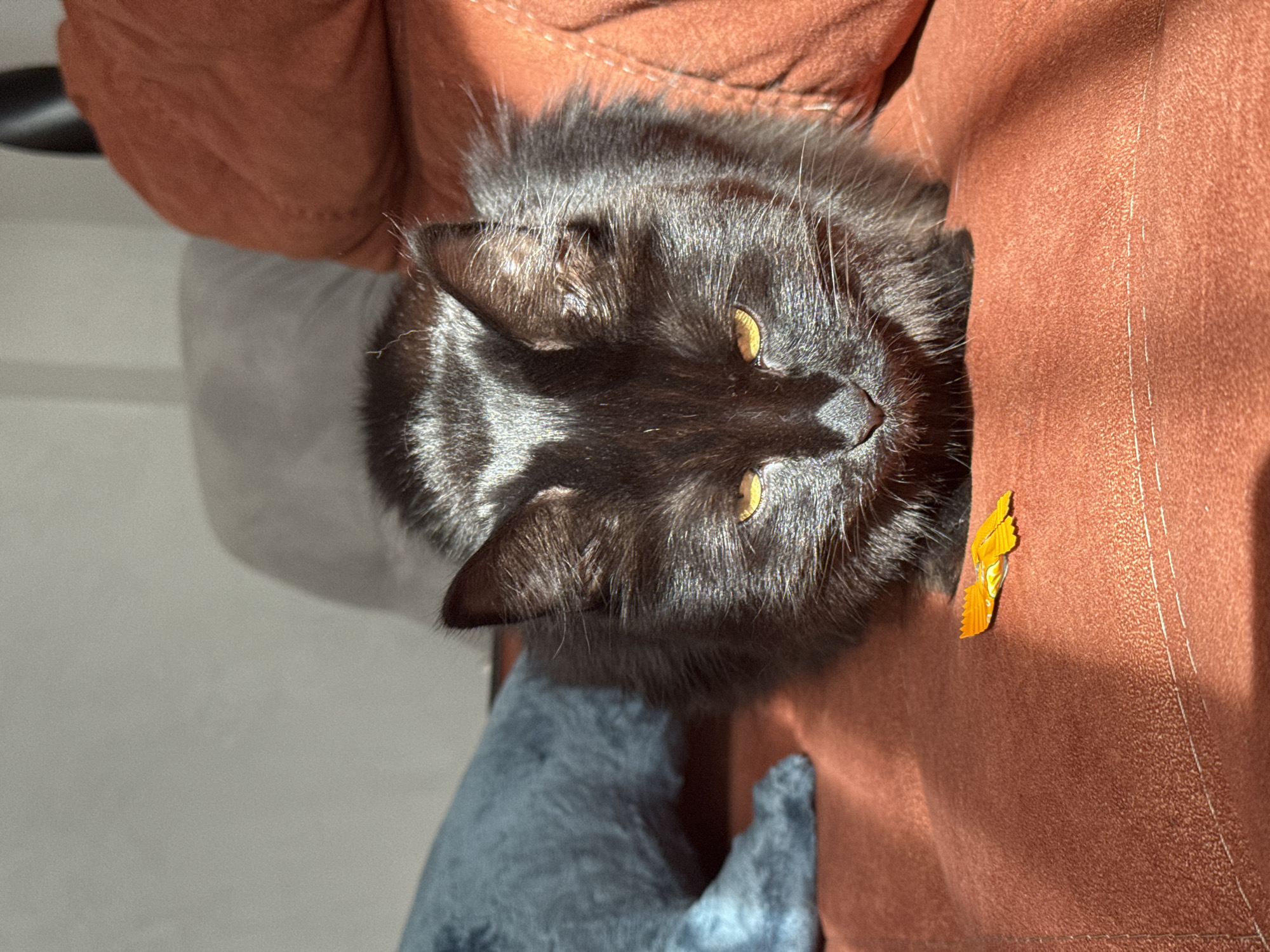 A black cat with yellow eyes sits on an orange couch. The cat is facing the viewer, and its head is tilted to the side. Part of a gray cat is also visible in the lower-left corner of the image. An orange wrapper is visible on the orange couch. The location is not discernible from the image.