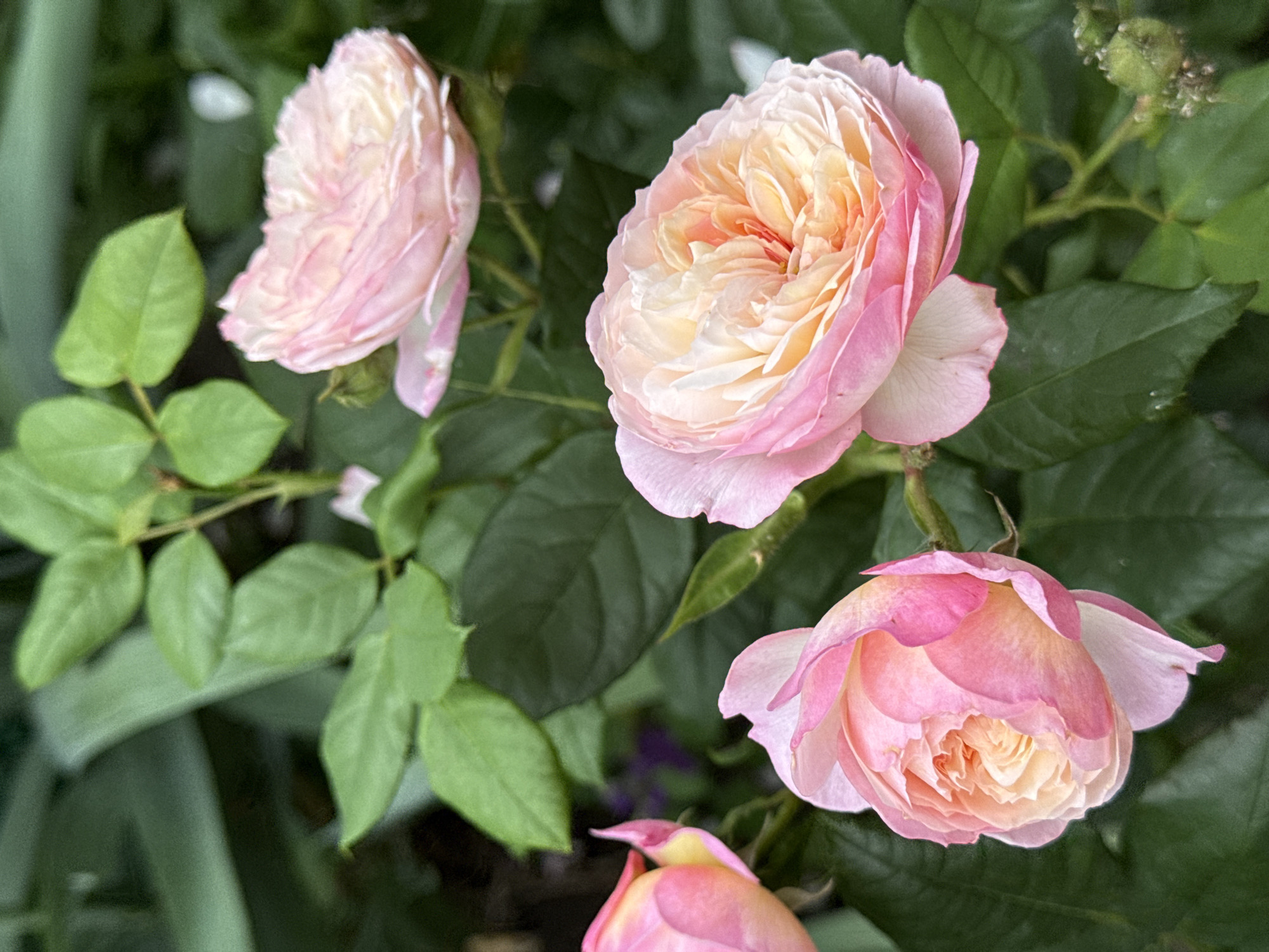 A close-up, natural light photograph captures a cluster of pink and peach roses in bloom. The roses are the primary subject, with their delicate petals unfurling in layers. Some roses are fully open, revealing their intricate centers, while others are in various stages of budding. The background consists of lush green foliage, creating a soft, out-of-focus contrast. The overall impression is one of natural beauty and tranquility, suggesting a garden setting in Bereznehuvate, Ukraine.