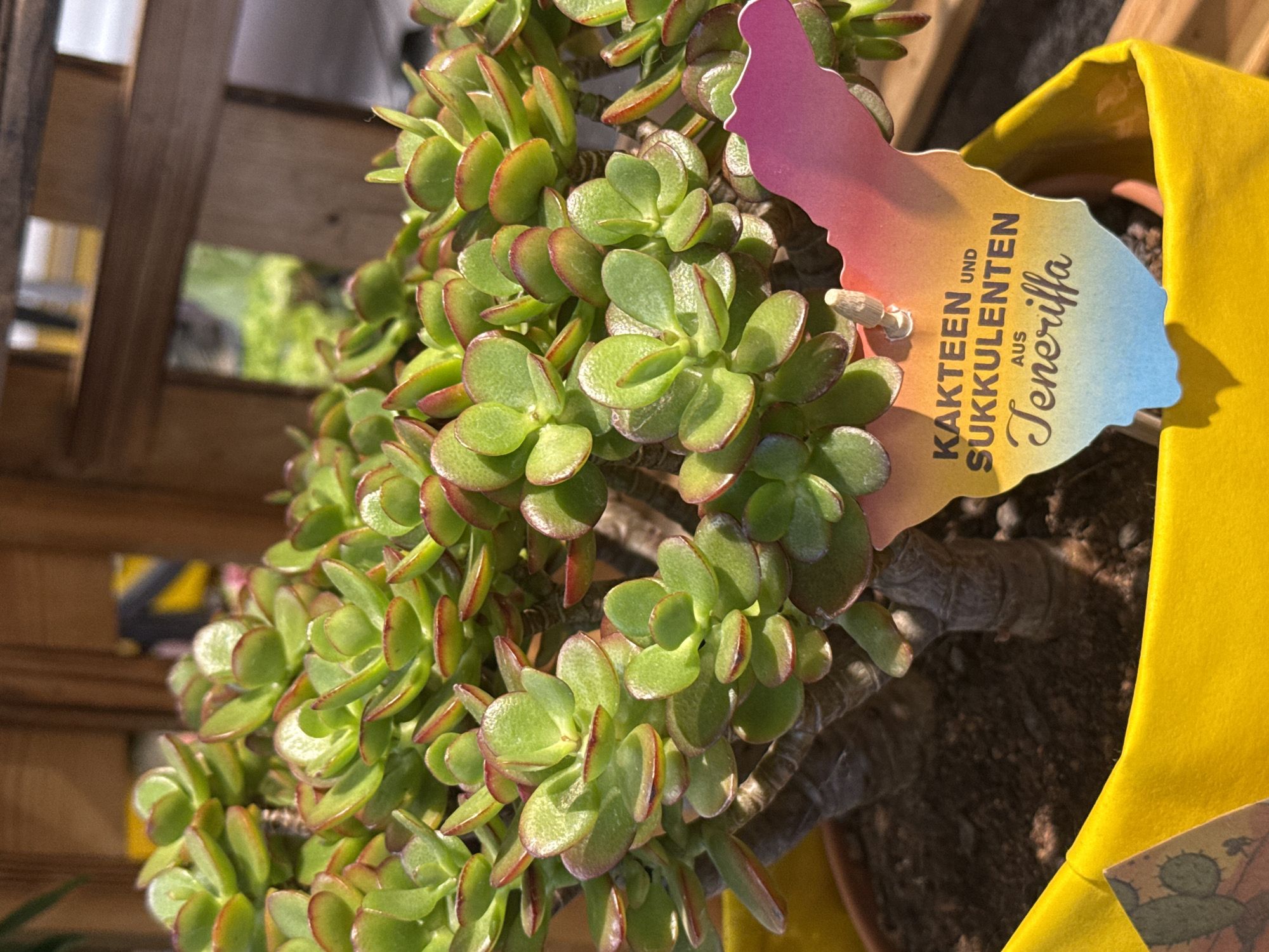 A potted succulent plant, identified by a colorful tag as "KAKTEEN UND SUKKULENTEN AUS Teneriffa," is displayed in a bright yellow pot. The plant has numerous thick, green, oval-shaped leaves with red edges. The tag is shaped like an island with a gradient of pink, yellow, and blue. The pot is placed on a surface with visible brown soil. In the background, wooden slats and greenery are partially visible, suggesting an outdoor or greenhouse environment. The scene appears to be a snapshot of a plant for sale or display. There is no indication of the specific location within Herzberg, Germany.