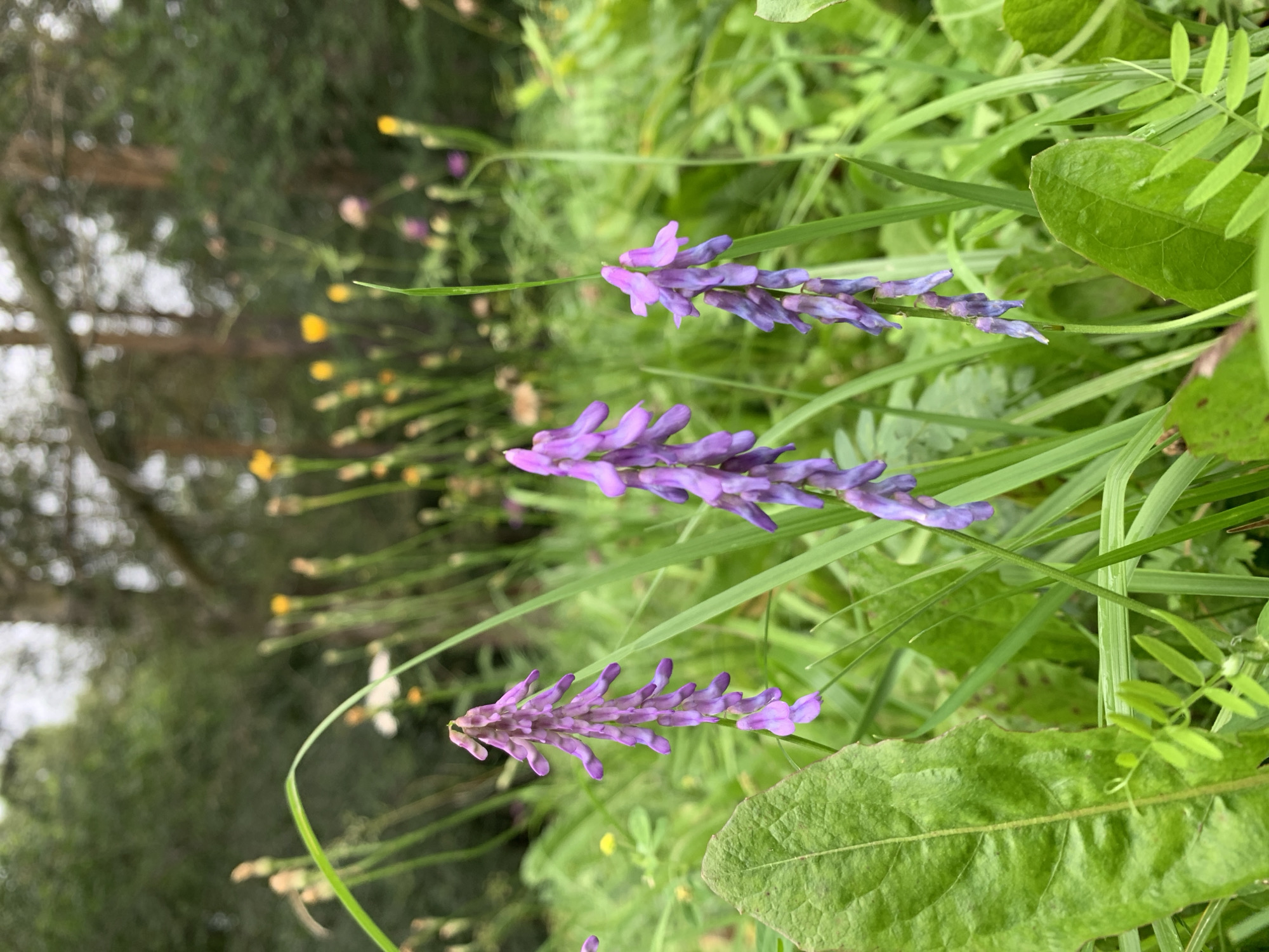 The image shows a close-up view of purple wildflowers growing in lush green grass. The flowers have a delicate, elongated shape with multiple small blossoms clustered together. In the background, out-of-focus trees and a cloudy sky suggest an outdoor natural setting. There are no people or animals visible in the image. The scene appears to be a peaceful, natural environment.
This scene is consistent with the natural landscapes found in and around Prokopyevsk, Russia, which is known for its wooded areas and open fields that support diverse flora. The type of wildflowers depicted are common in temperate climates and could be found in meadows, forests edges, or along roadsides in the region.