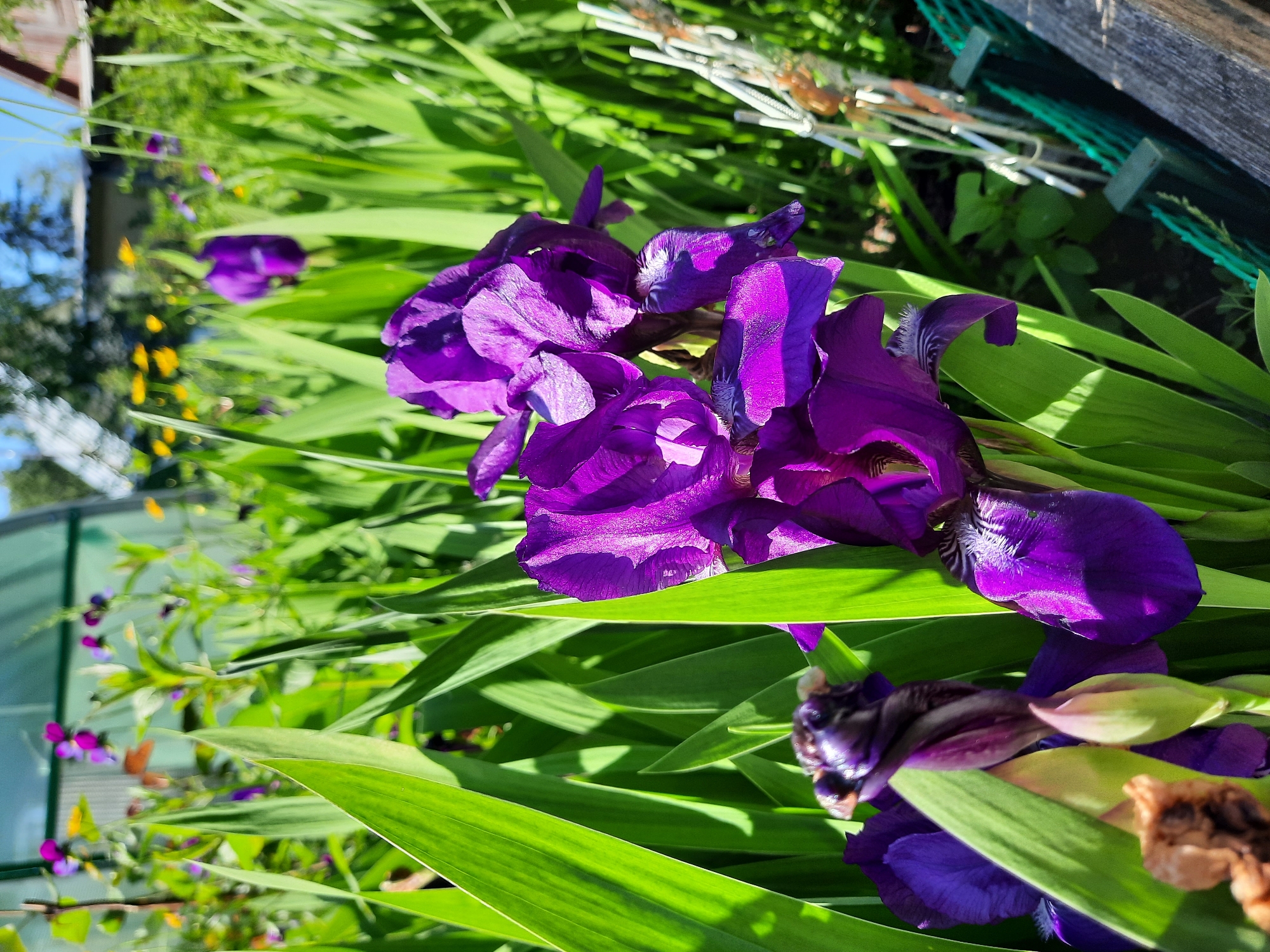 In this close-up, eye-level shot, a cluster of deep purple iris flowers dominates the foreground. The irises, with their velvety petals and intricate white markings, are in full bloom, with some fully open and others still in bud. They are surrounded by vibrant green, sword-like leaves, which are catching the bright sunlight, casting distinct shadows.
In the background, the scene transitions to a garden setting. A greenhouse with a translucent roof is visible, as are other garden plants with smaller purple and yellow flowers. The ground is covered in greenery, and a wooden fence with a green mesh netting runs along the right side of the frame. The overall atmosphere is one of a sun-drenched, verdant garden in full summer bloom.