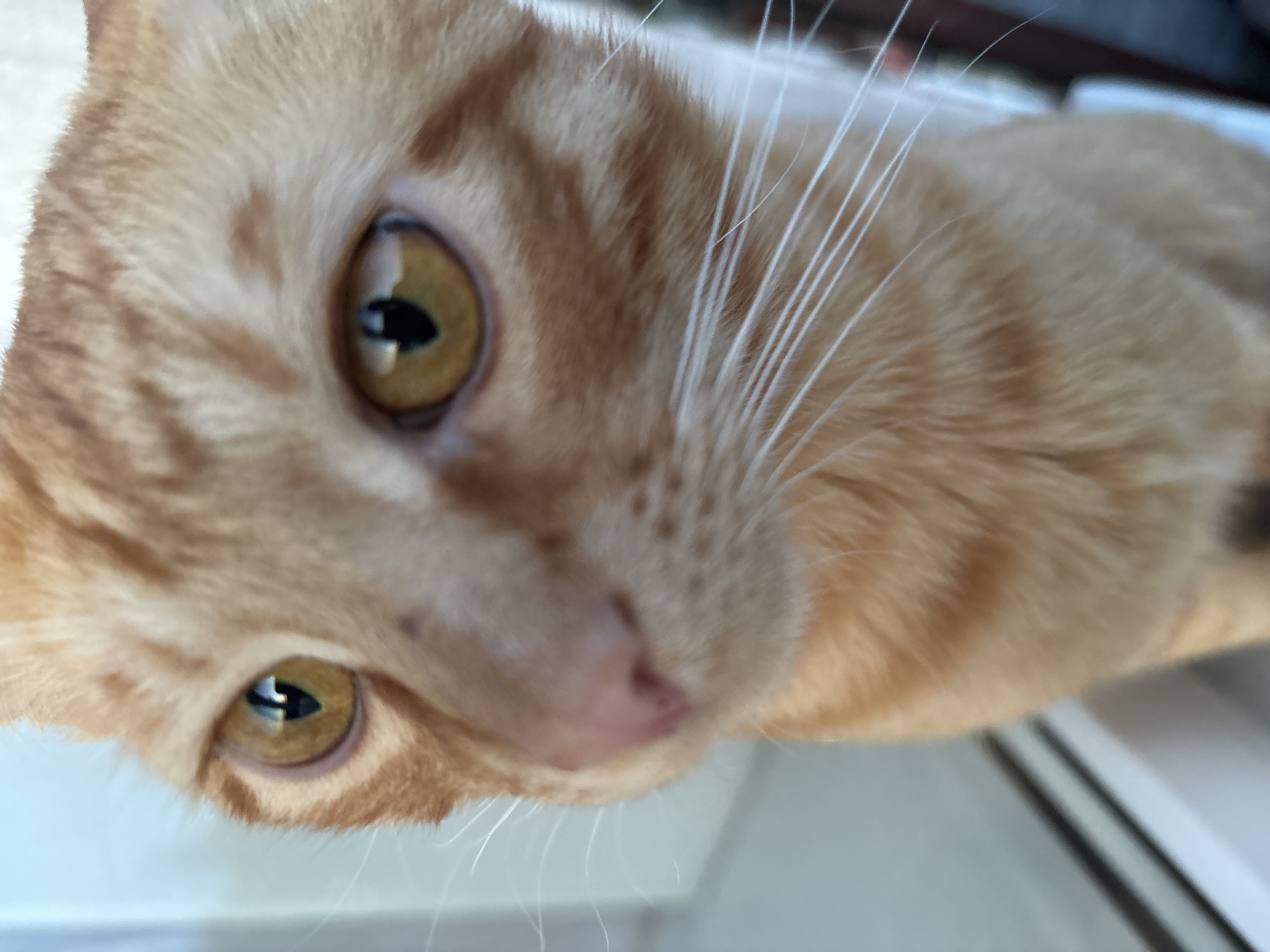 This is a close-up, eye-level, headshot of an orange tabby cat. The cat's face is the primary subject, with its eyes and nose in sharp focus. The background is blurred, suggesting an indoor setting, possibly near a window, with light filtering in. The image does not contain any information about the city of Smalyavichy, Belarus.