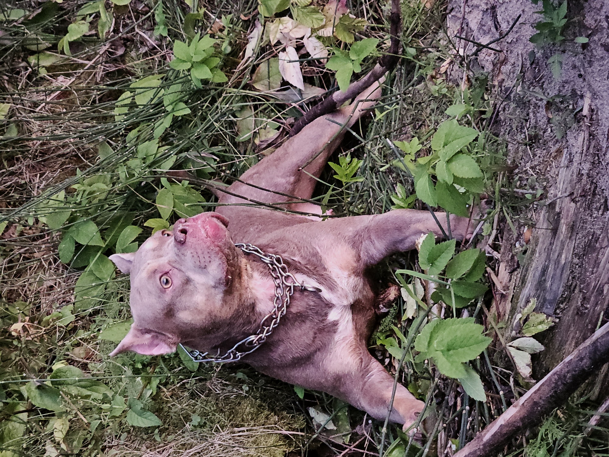 A medium shot captures a brindle pit bull dog lying down on its side in a natural outdoor environment. The dog's fur is a muted purple-brown with some lighter brindle markings. It wears a thick silver chain collar. The dog is looking to its right with a slightly open mouth and its tongue visible, appearing to be panting. The background consists of dense green foliage, dry grasses, and fallen branches, suggesting a wooded or overgrown area. The lighting suggests it might be late afternoon or early morning. The scene does not contain any discernible elements that would place it specifically within the city of Ulyanovsk, Russia.