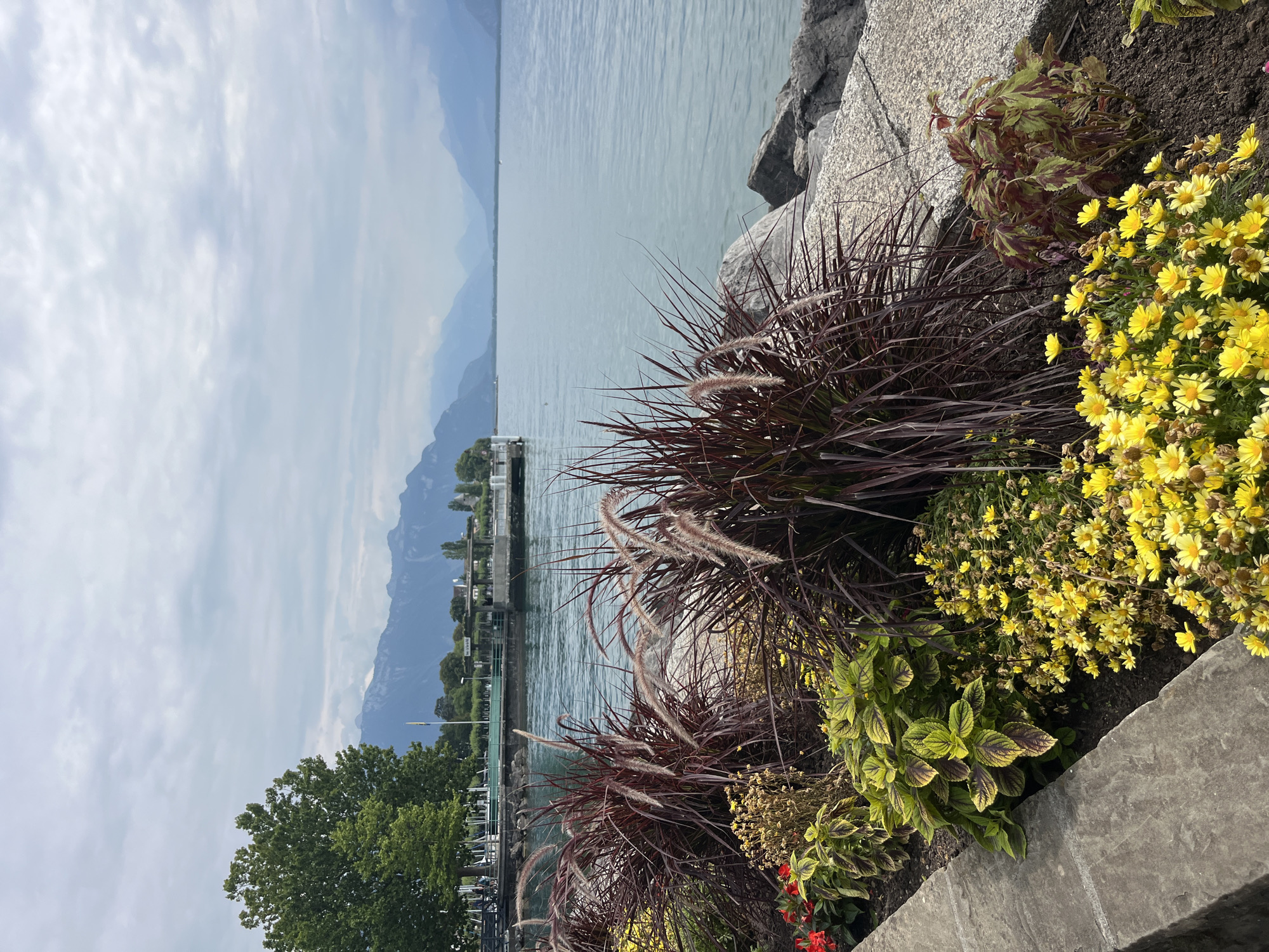 The image depicts a scenic view of Lake Geneva, likely from the promenade in Vevey, Switzerland. In the foreground, a manicured garden bed features a variety of plants, including tall, dark red ornamental grasses with feathery plumes, clusters of small yellow flowers, and leafy plants with green and purplish foliage. To the left, a low stone wall forms the edge of the garden.
Beyond the garden, the calm, blue-grey waters of Lake Geneva stretch out towards a distant shoreline. On the far side of the lake, a range of hazy, blue mountains forms the horizon, their peaks partially obscured by a cloudy sky. A faint structure, possibly a pier or building, is visible along the lake's edge in the middle ground. To the left of the lake, lush green trees and some buildings are visible, suggesting a park or urban area bordering the water. The overall atmosphere is tranquil and serene, characteristic of a lakeside landscape.