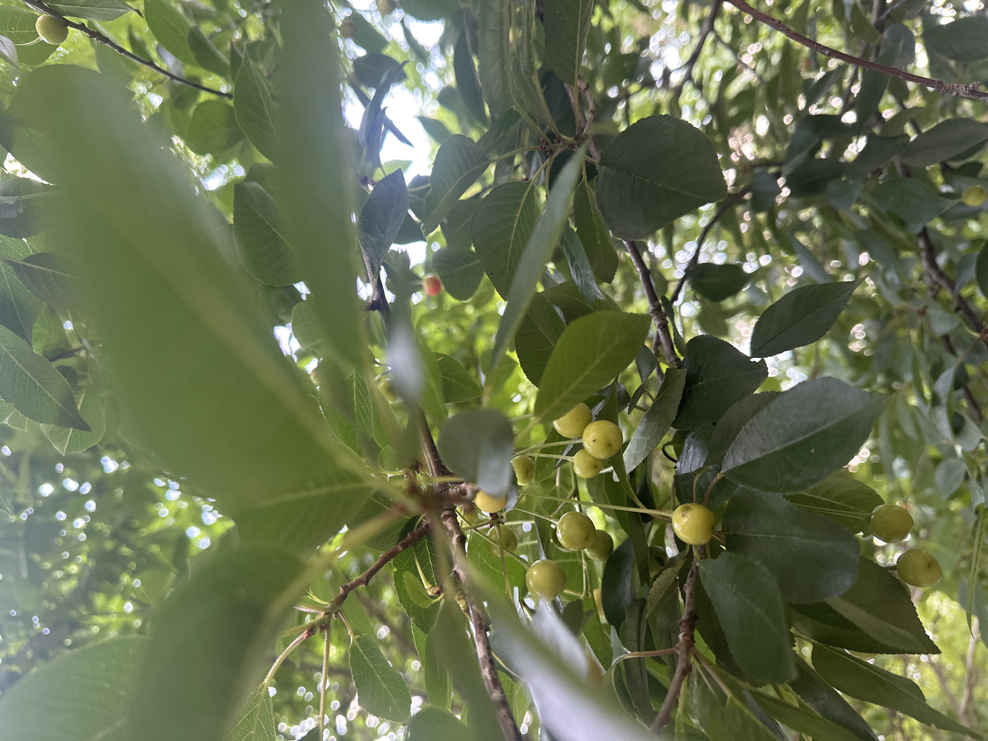 This is a close-up, upward-facing shot of a cherry tree branch laden with unripe, green cherries. The cherries are small and round, hanging in clusters from thin stems. Lush green leaves surround the fruit, with some leaves in the foreground slightly out of focus, creating a shallow depth of field. Sunlight filters through the foliage, creating bright bokeh effects in the background. The scene appears to be outdoors, in a natural setting. The specific location is unknown.