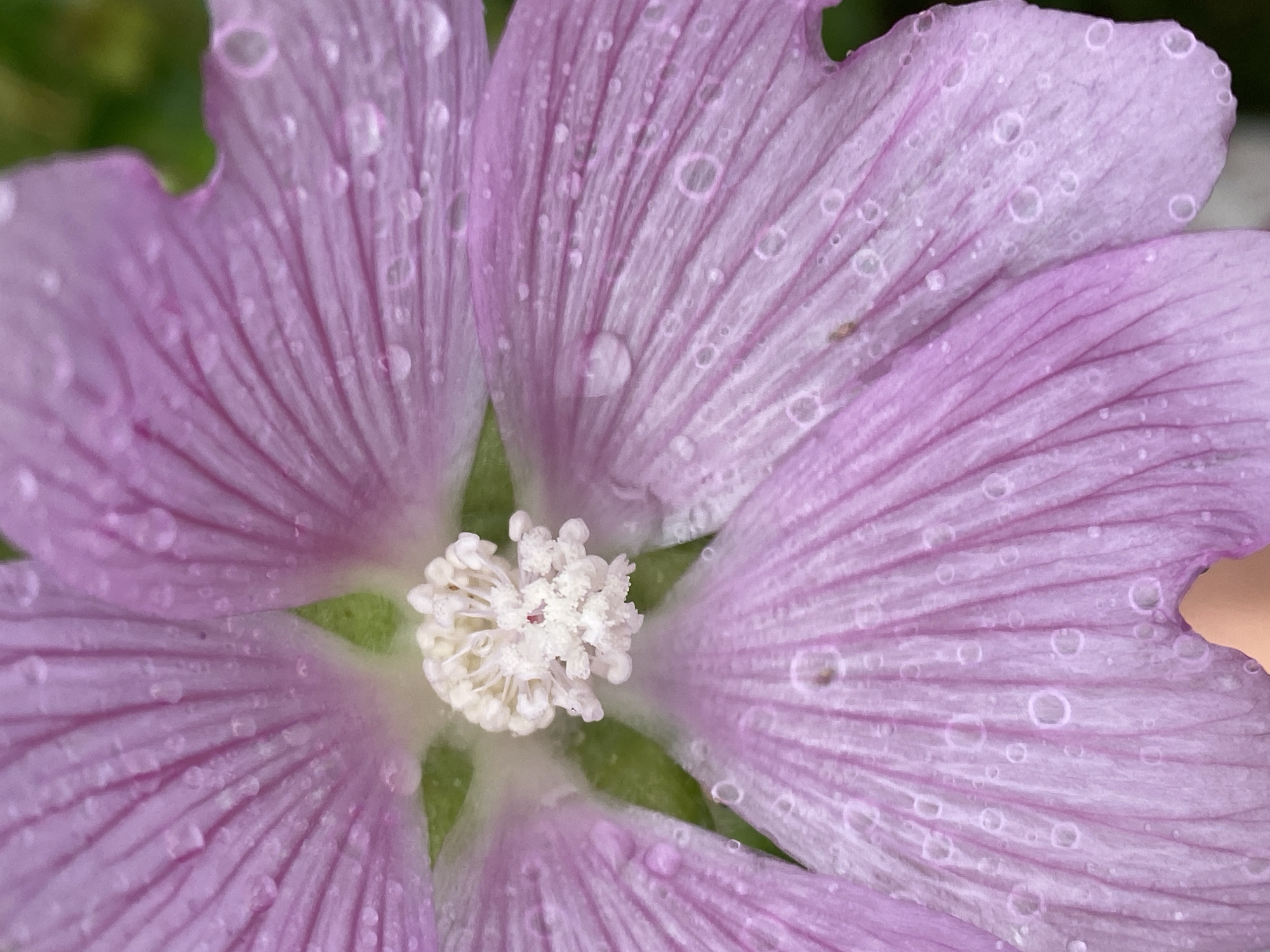 The image is a close-up, macro photograph of a pale pink flower petal, likely a hollyhock, with visible water droplets on its surface. The petal exhibits fine, parallel veins and a soft, velvety texture. In the center of the flower, a cluster of white stamens with yellow anthers is visible. The background is softly blurred, revealing hints of green foliage. The scene appears to be outdoors, possibly in a garden or natural setting, and is consistent with a typical summer day in Novokuznetsk, Russia, where such flowers are commonly found in parks and residential areas. No people or specific actions are depicted.