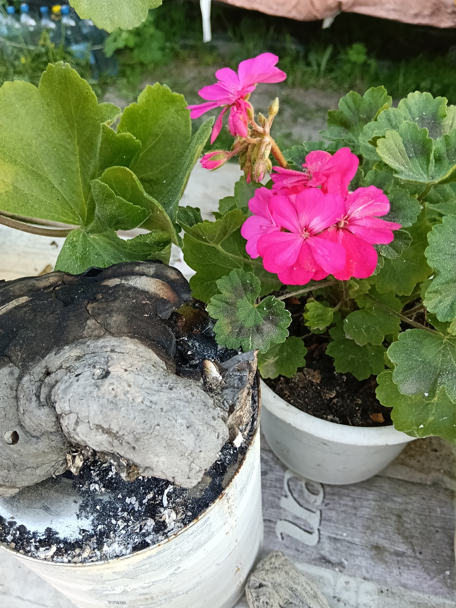 The image shows two potted plants outdoors. One pot contains a geranium plant with bright pink flowers and green leaves. The other pot contains a large, grey and black, charred object that appears to be a burnt tree fungus or a similar organic material, with ash scattered around it. Both pots are white and appear to be sitting on a wooden surface with lettering visible, although the specific words are not clear. The location is Красный Маяк, Russia. There are no people visible in the image. The environment appears to be a garden or outdoor area.