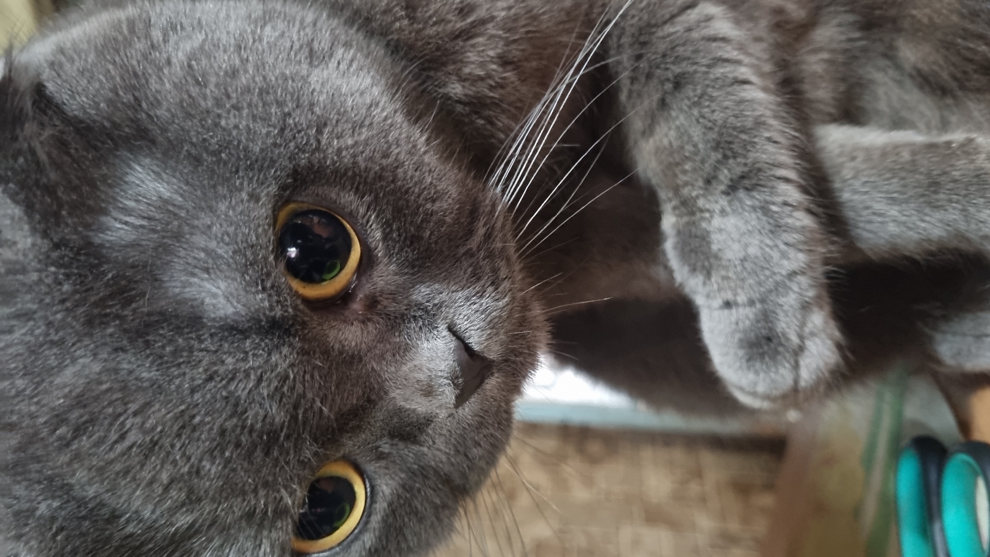 A close-up, eye-level shot focuses on the face of a gray Scottish Fold cat. The cat's large, round, yellow eyes are prominent, with dark pupils reflecting light. Its nose is small and dark, nestled between its whiskers, which are long and white. The cat's fur is a dark gray color, appearing soft and dense. The background is blurred, with hints of brown and muted colors, suggesting an indoor setting. To the lower left of the frame, a pair of teal-handled scissors can be partially seen. The image appears to have been taken in Vysokoe, Russia, though no specific identifying landmarks are visible in the frame.