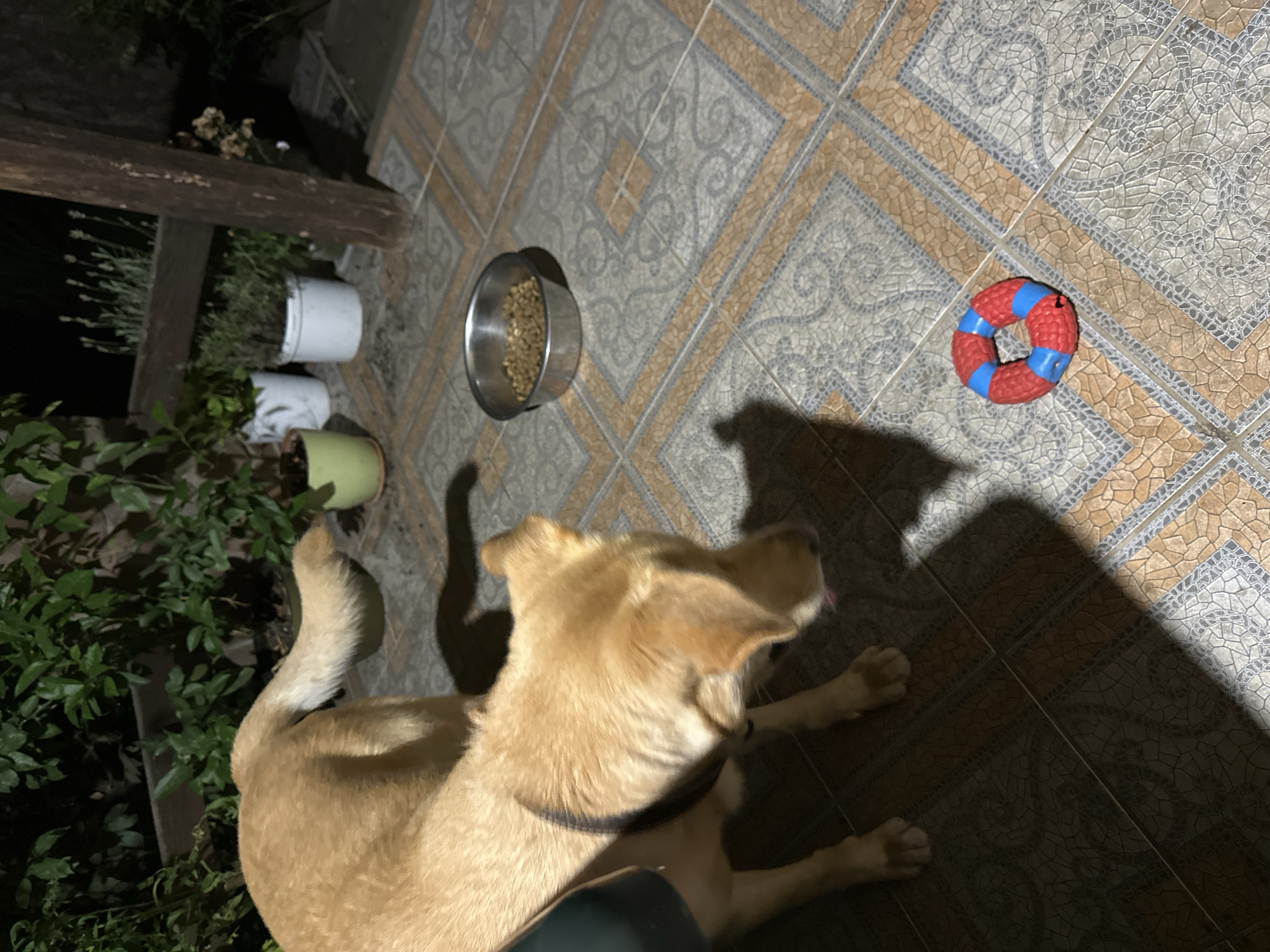 A light brown dog stands on a tiled patio at night, its head lowered towards a metal dog bowl filled with kibble. To the right of the bowl, a red and blue ring-shaped dog toy lies on the tiles. In the background, several potted plants are visible, including a green plant in a light green pot and two white pots containing green plants. A wooden post supports a rustic wooden railing behind the plants. The scene appears to be an outdoor patio, possibly in Sochi, Russia, given the mention of the city.