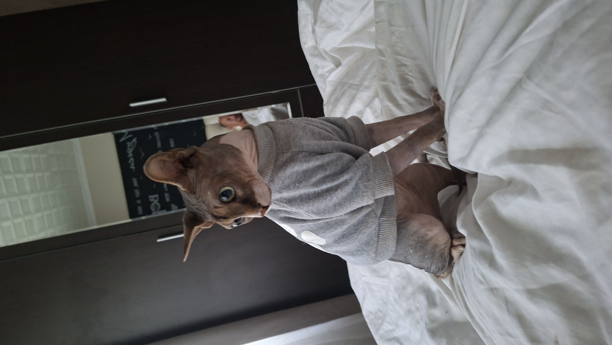 A Sphinx cat wearing a gray sweater sits on a white bedspread in what appears to be a bedroom. The cat has large ears and is looking to its left. In the background, a large dark wardrobe with a mirrored door is visible. The mirror reflects a ceiling with a textured pattern, a portion of a wall with some writing on it, and a person's head and shoulders. The scene appears to be an indoor domestic setting. There is no information in the image to suggest a location in the city of Myadzyel, Belarus.