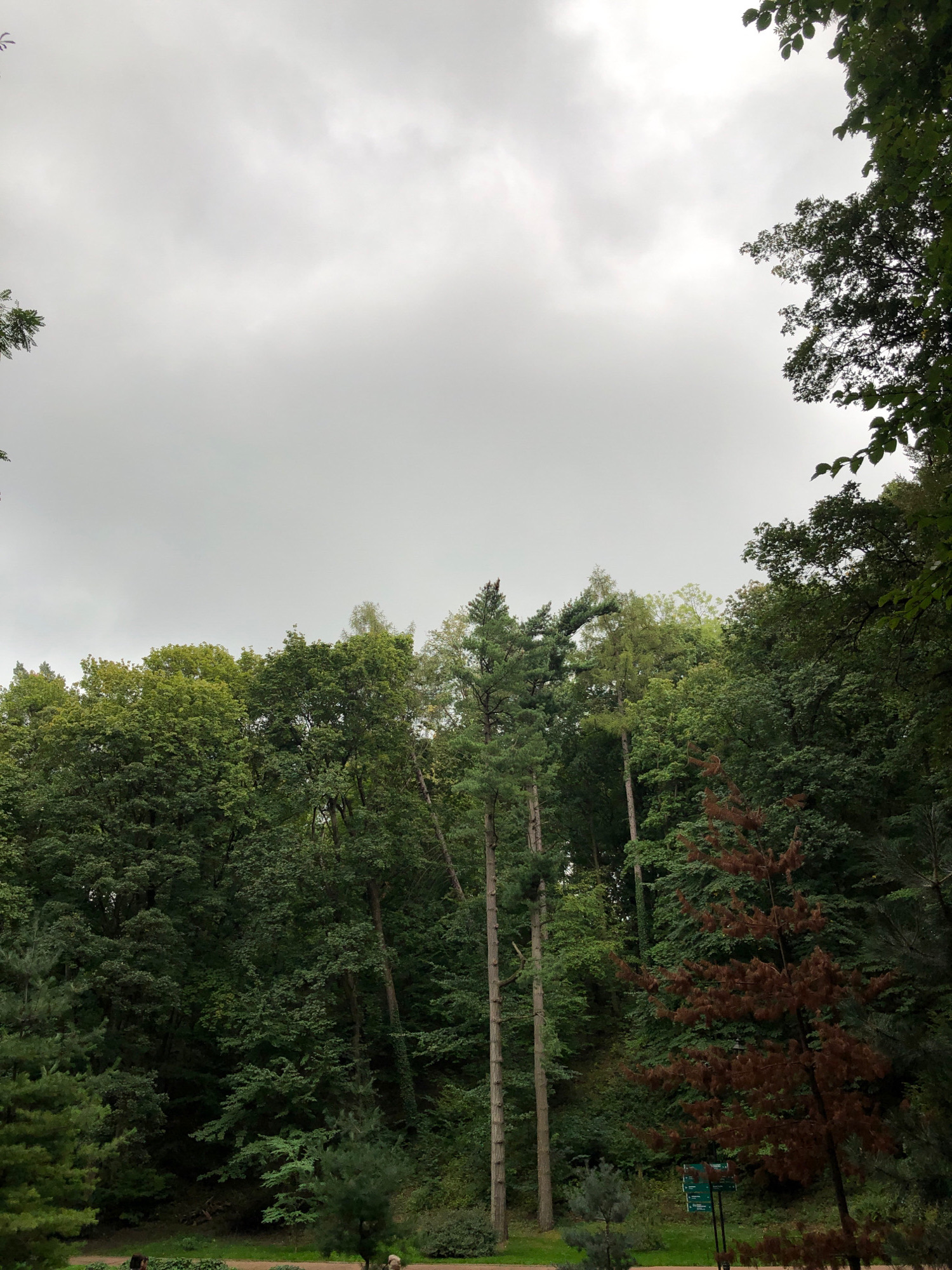 The image depicts a dense forest canopy under a heavily overcast sky. The trees are predominantly deciduous, with varying shades of green foliage. In the foreground, a few coniferous trees are visible, one of which is distinctly brown and appears to be dead or dying. The ground level is obscured by the dense undergrowth and the lower portions of the trees. The overall impression is one of a natural, untamed landscape within a city, likely a park or a forest reserve. There are no visible signs of human activity or specific landmarks that would place it in Lviv, Ukraine.