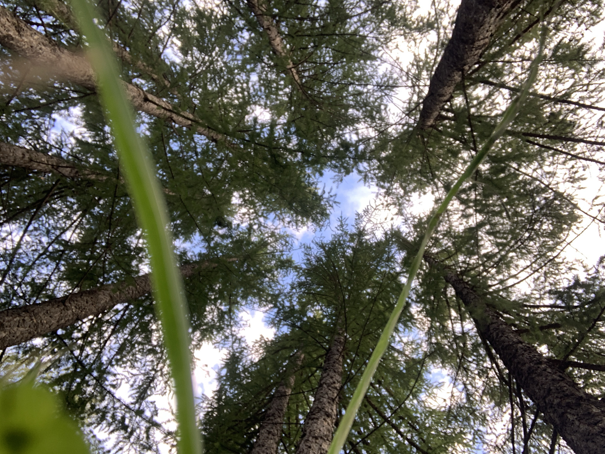 The image is an upward-facing shot of a forest canopy in Prokopyevsk, Russia. Several trees with rough bark and dense green foliage are visible, with patches of sky peeking through the branches. A blurred green stem or blade of grass runs horizontally across the foreground, obscuring parts of the view. The lighting suggests it is daytime, with the sun likely diffused by clouds or the canopy itself.