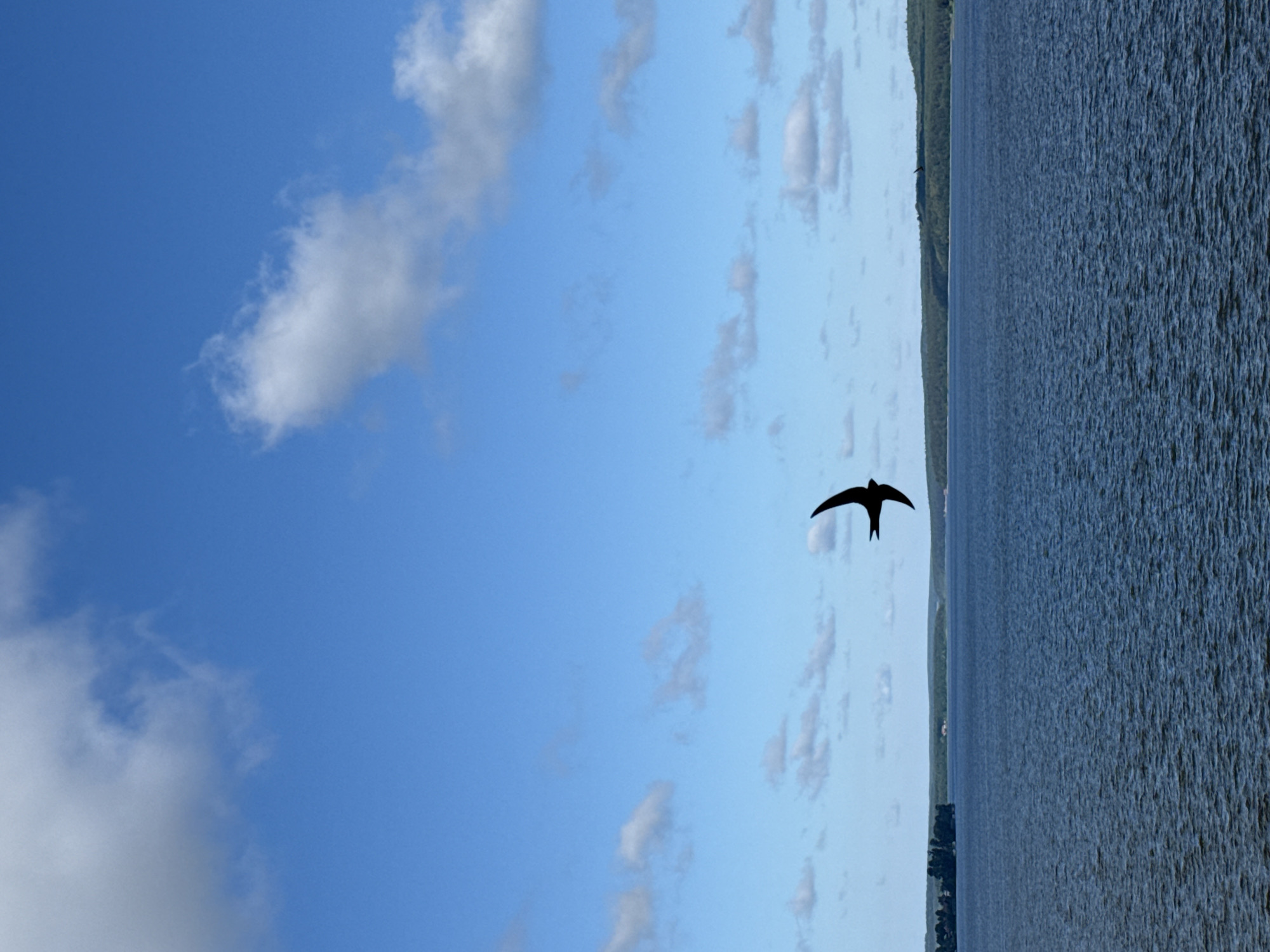 A silhouette of a bird in flight is captured against a bright blue sky with scattered white clouds. The bird is in the center of the frame, its wings spread wide, and its body elongated. Below the sky, a vast expanse of dark blue water stretches to the horizon. A distant, tree-covered shoreline forms the backdrop, with a sliver of land visible on the left side of the frame. The water appears slightly choppy, with ripples suggesting a gentle breeze. The image is devoid of any specific landmarks that would indicate its location in Votkinsk, Russia, or any other city. There are no people or human-made objects clearly visible in the scene.