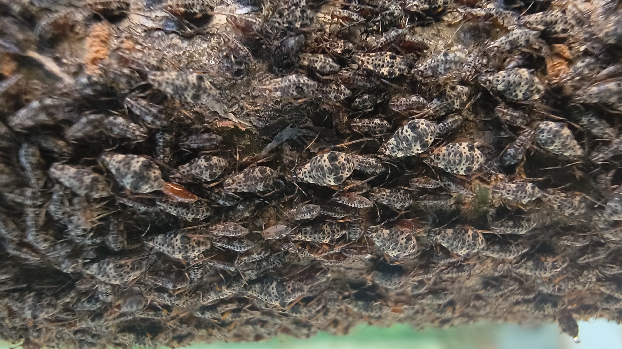 The image displays a close-up, macro view of a cluster of small, speckled insects densely covering a textured, dark brown surface. The insects are elongated with patterned exoskeletons, predominantly in shades of gray and black, with some exhibiting reddish-brown undertones. Their bodies are segmented, and many appear to be in a state of rest or feeding, oriented in various directions. The background is blurred, suggesting a shallow depth of field, with hints of green and brown. No specific location in Mikhaylovka, Russia, can be identified from the visual information provided. The scene is devoid of human presence, vehicles, or any other recognizable urban elements.