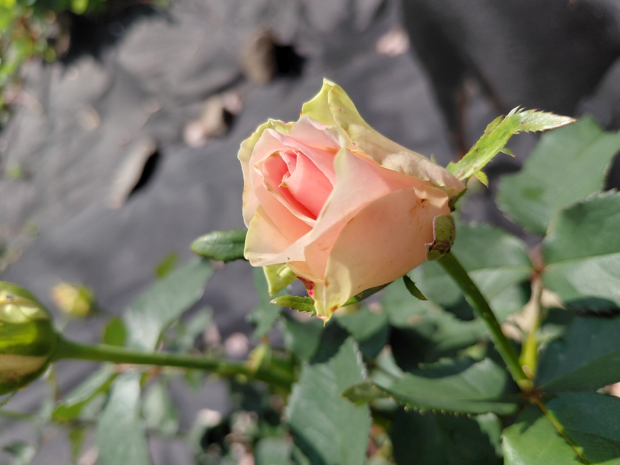 A light pink rose bud is blooming, its petals tightly furled at the center and unfurling outwards to reveal delicate shades of yellow and green at the edges. The rose is on a stem with several green leaves, some of which are sharp and serrated. The background is blurred, showing dark grey and black ground cover, possibly for gardening, and some dappled sunlight. This is a close-up shot, focusing on the detail of the rose. The image was taken in Novosibirsk, Russia.