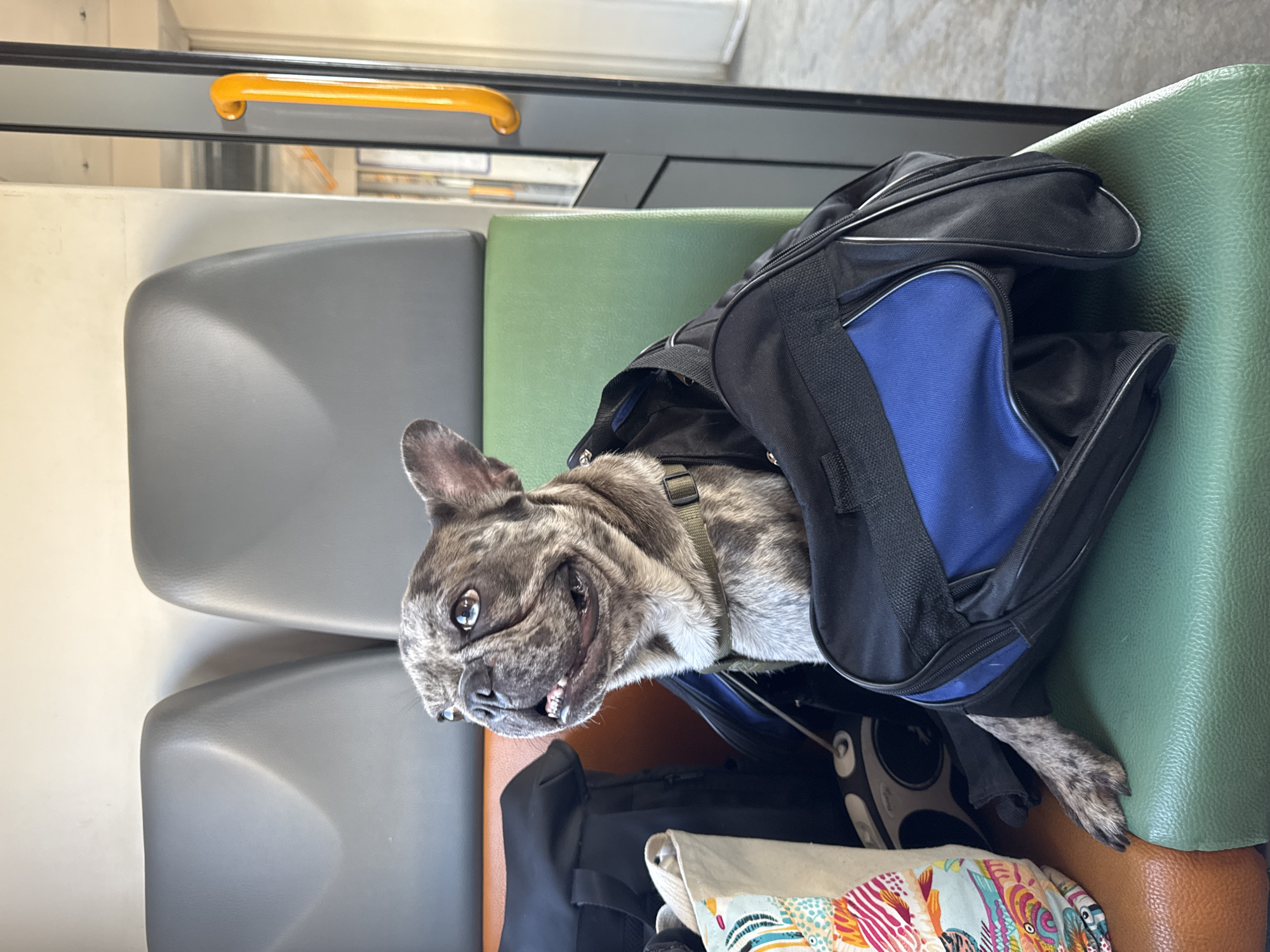 A brindle French bulldog sits inside a black and blue duffel bag on a green seat, with an orange seat behind it. The dog is looking to the left with its mouth slightly open. The background shows the interior of a public transport vehicle, possibly a train or bus, with grey seats and a yellow handrail visible through a doorway. There is a patterned tote bag to the left of the dog and a black leash behind the dog. The lighting suggests daytime. The scene is set on public transportation, which could be located anywhere, and there is no specific indication of Moscow, Russia, in the image.